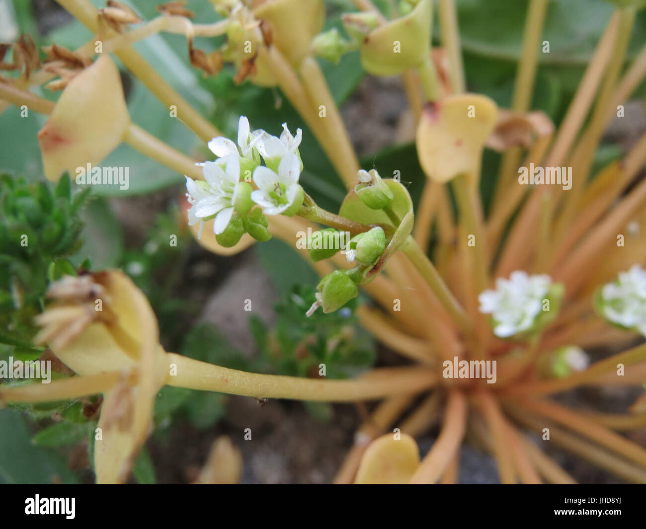20150606Claytonia perfoliata chez1 Banque D'Images