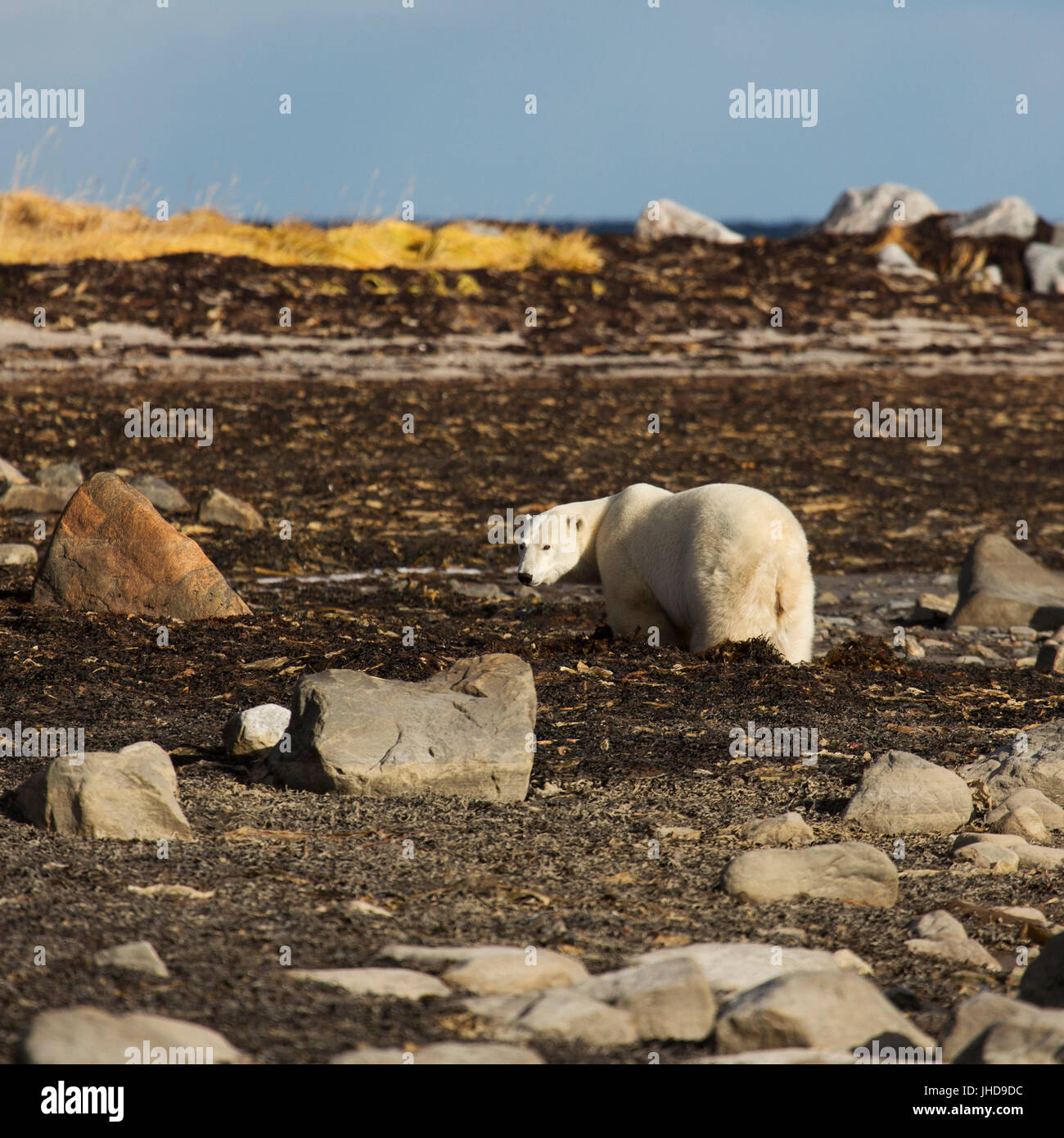 L'ours polaire (Ursus maritimus) sur marche sur le varech au Manitoba, Canada. Banque D'Images