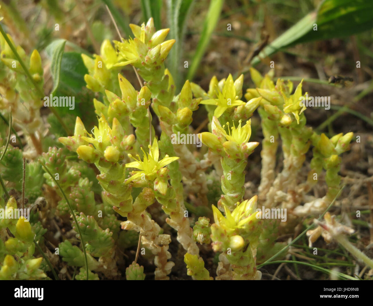 Sedum acre, communément connu sous le nom de crevette à piquer, est une petite plante robuste de la famille des Crassulaceae. Le titre fait référence à une date particulière, le 8 juin 2015, potentiellement liée à une étude ou à un événement. Banque D'Images