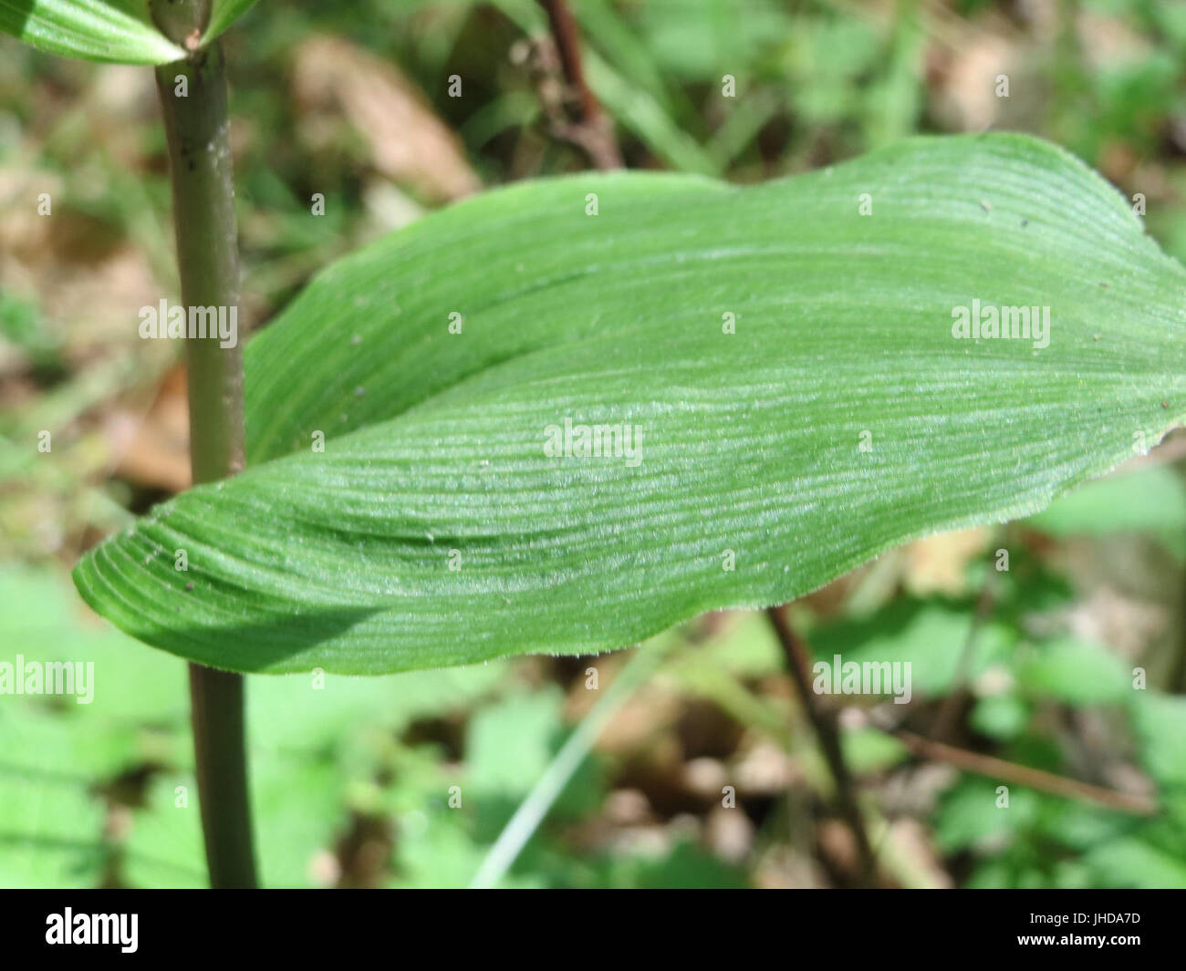 20150613Epipactis helleborine2 Banque D'Images