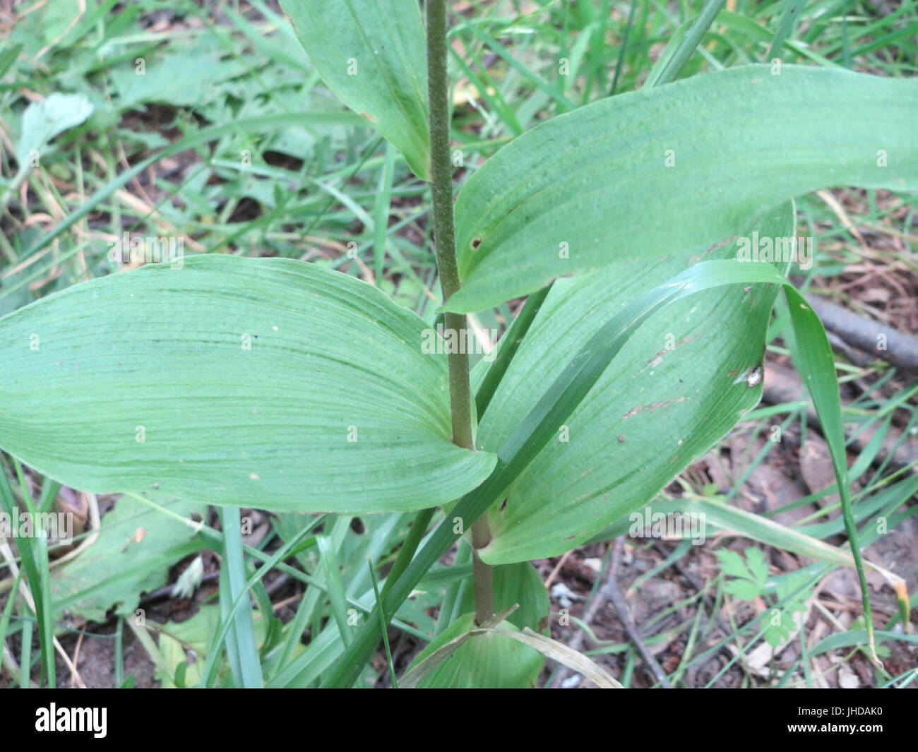 20150617Epipactis helleborine2 Banque D'Images