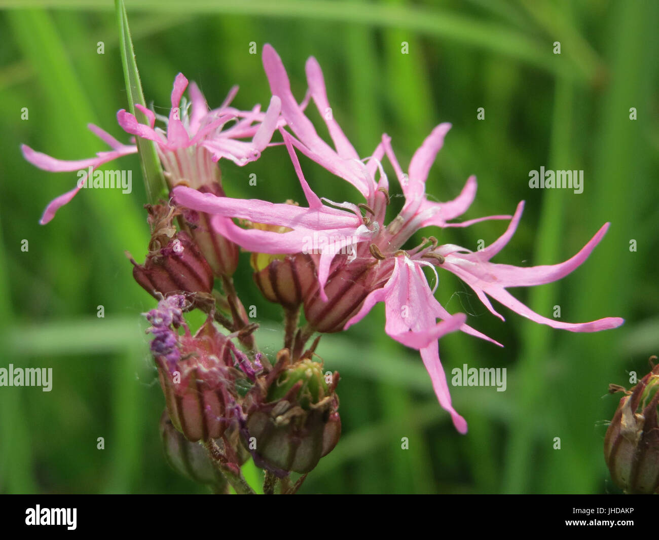 20150617Lychnis flos-cuculi Banque D'Images