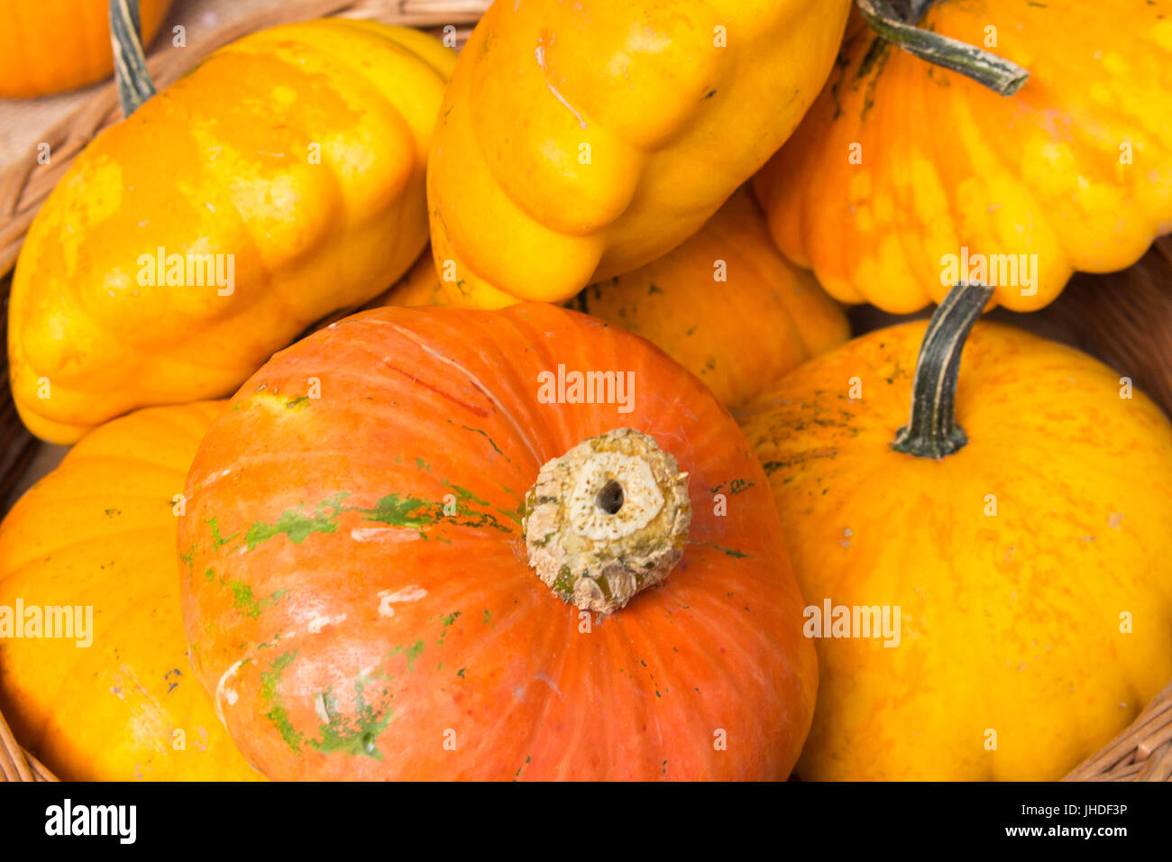 Seul orange citrouille résident dans un panier en bois avec des citrouilles jaune Banque D'Images