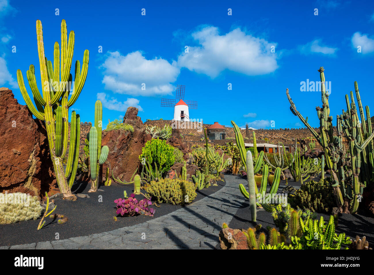 Jardin de cactus à Lanzarote, îles Canaries, Espagne Banque D'Images