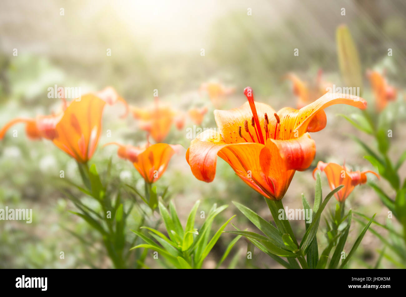 Tiger Lily fleur en pleine floraison orange-feu sur une étamine avec la fin de l'été, matin. Lilium lancifolium est l'un des plusieurs espèces de lys orange flo Banque D'Images