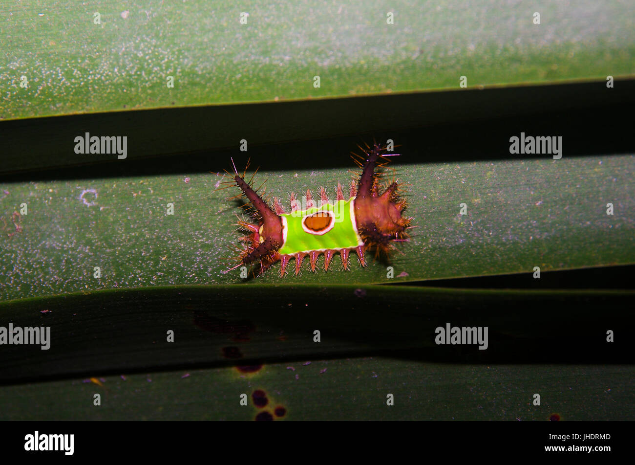 Stimulea Saddleback toxiques Acharia caterpillar avec venom sur les cheveux Banque D'Images