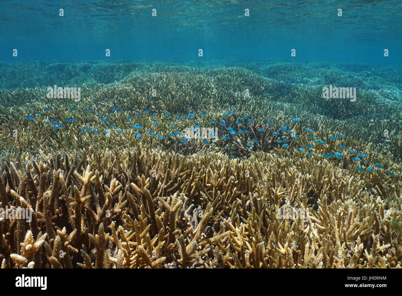 Les récifs coralliens peu profonds avec staghorn coraux et d'un banc de poissons chromis bleu-vert, Nouvelle Calédonie Banque D'Images