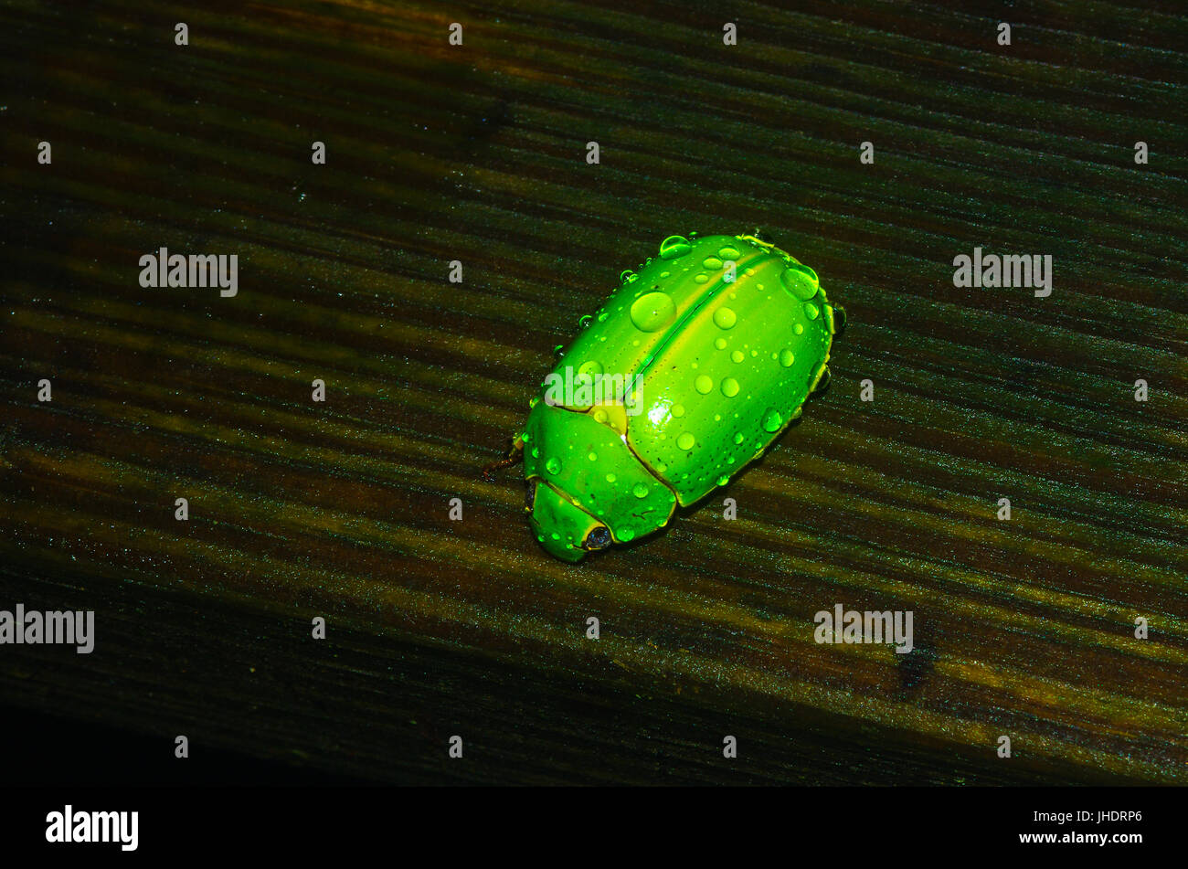 Bug Vert macro avec gouttes de pluie Banque D'Images
