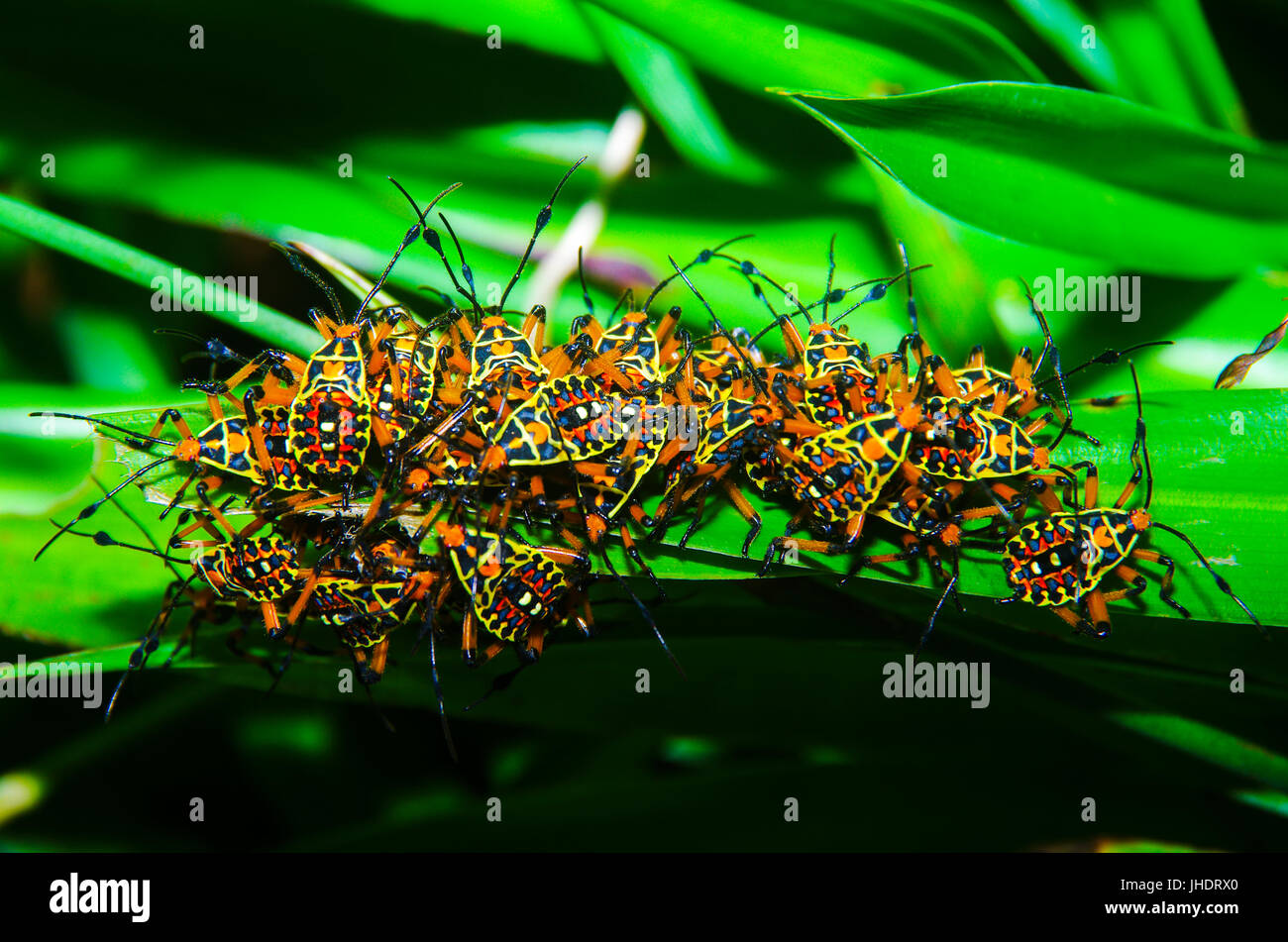 Grand groupe d'harlequin bugs coloré sur une feuille verte Banque D'Images