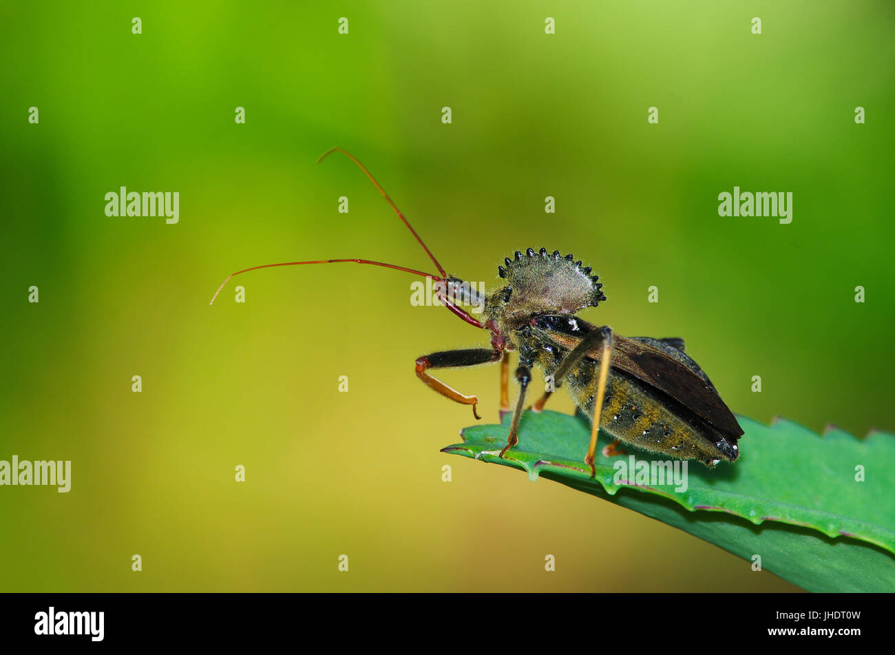 Arilus cristatus bug roue close up shot macro Banque D'Images