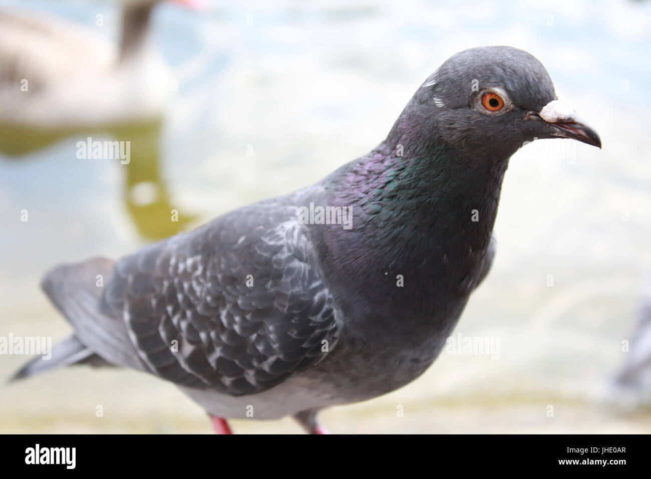 Close up d'un pigeon par un lac Banque D'Images