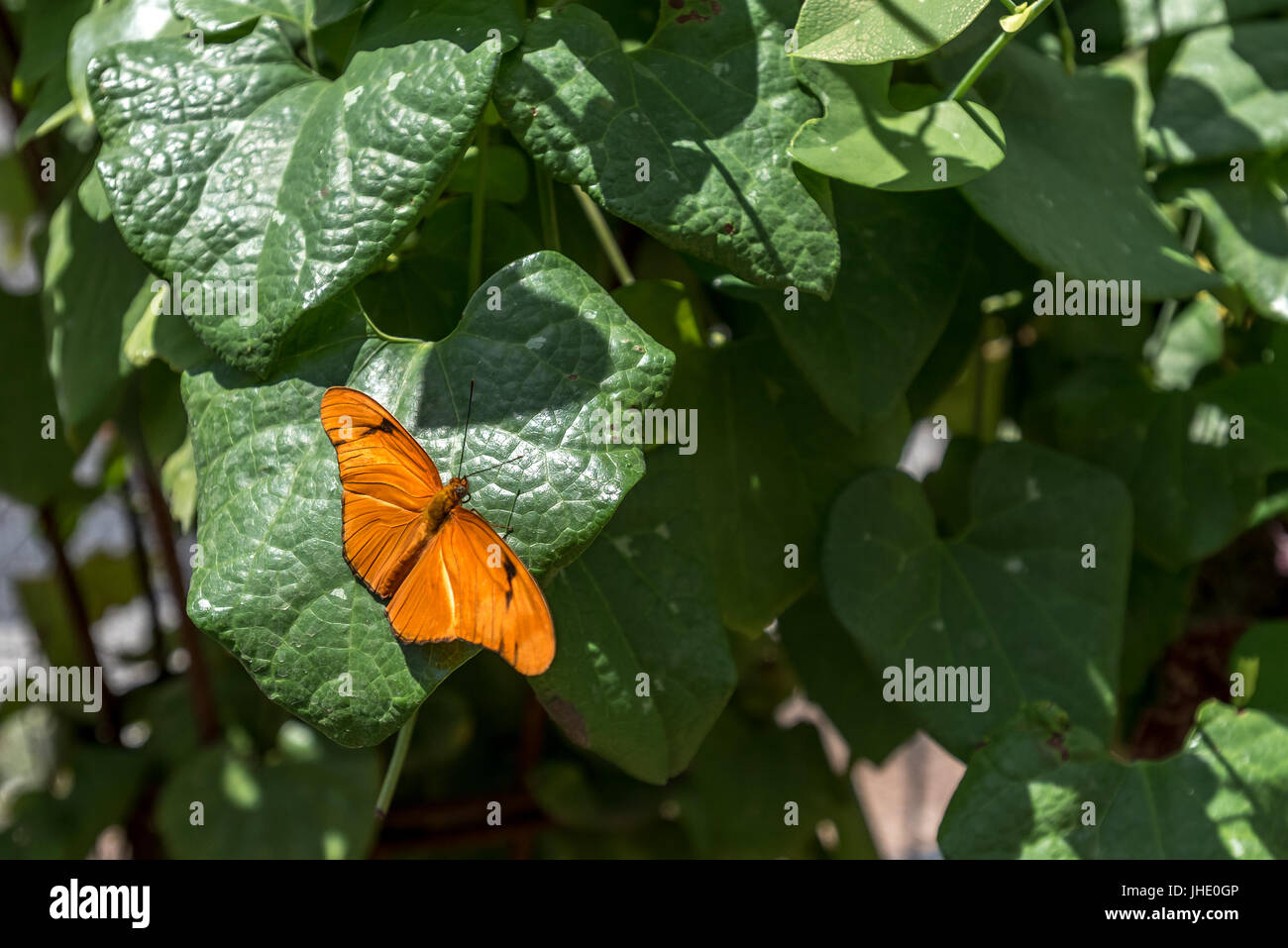 Julia Butterfly Orange longwing, Dryas iulia, ailes écartées sur feuille verte. Banque D'Images