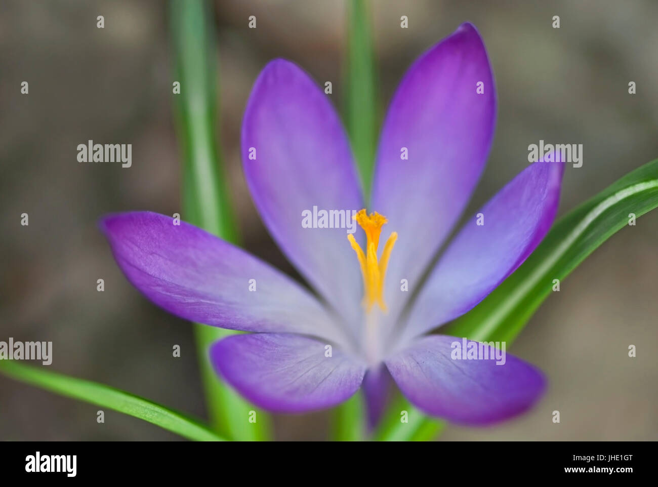 Fleur de crocus mauve avec des feuilles vertes au printemps macro jardin russe Banque D'Images
