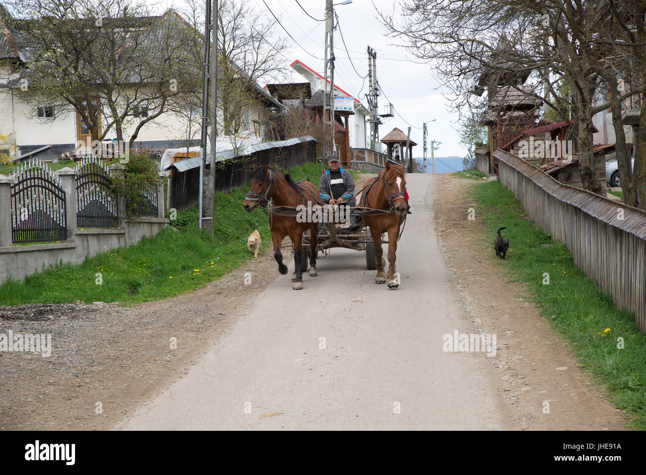 Deux chevaux panier sur la route principale, breb, Maramures, Roumanie Banque D'Images