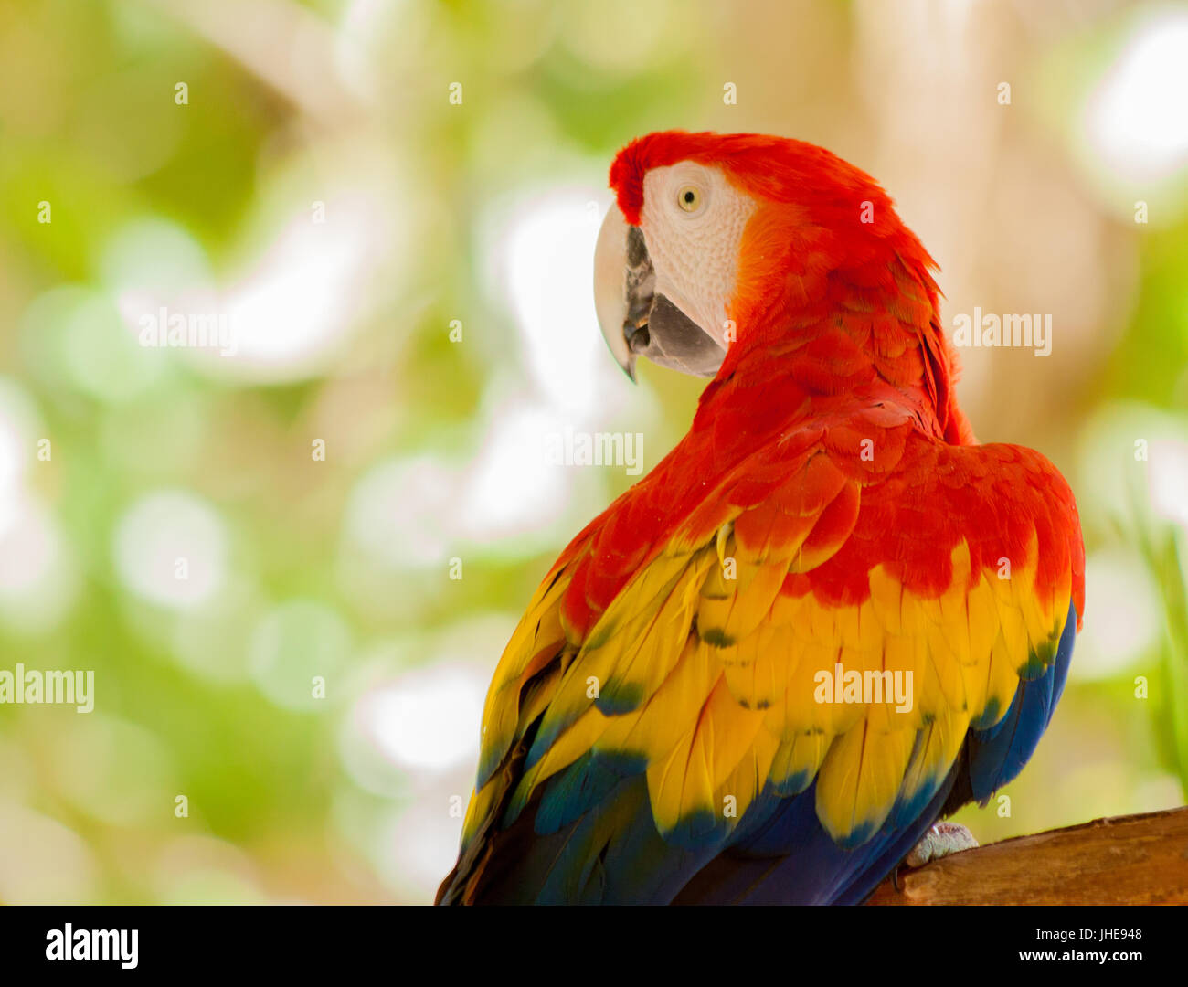 Macaw Parrot Retour sur son épaule gauche Banque D'Images