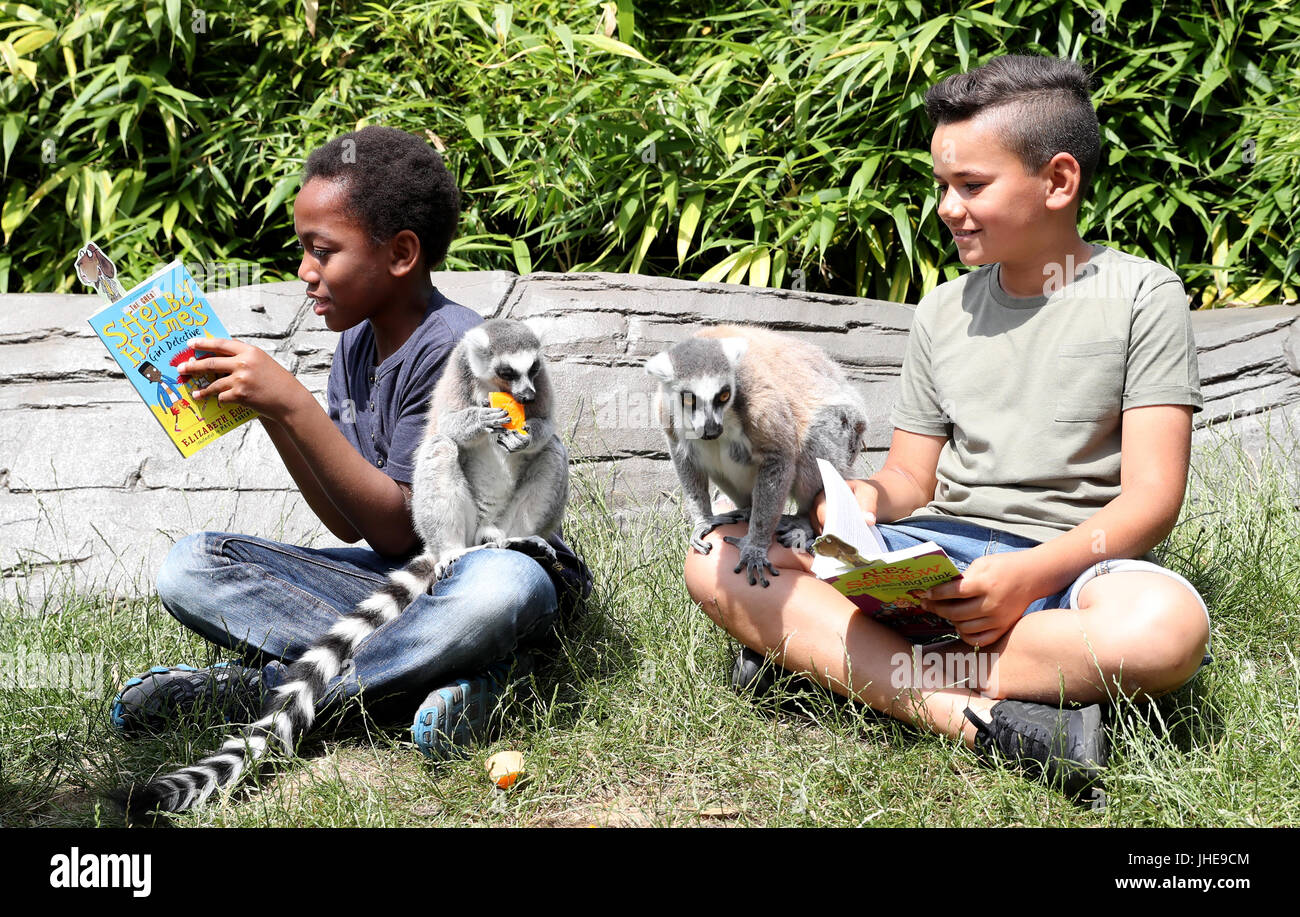 Les enfants de l'école obtenir confortable avec des lémuriens dans le Zoo de Colchester pour marquer le début de l'été 2017 de l'Office de lecture Défi Lecture, qui cette année a un 'Animal Agents' thème. Banque D'Images