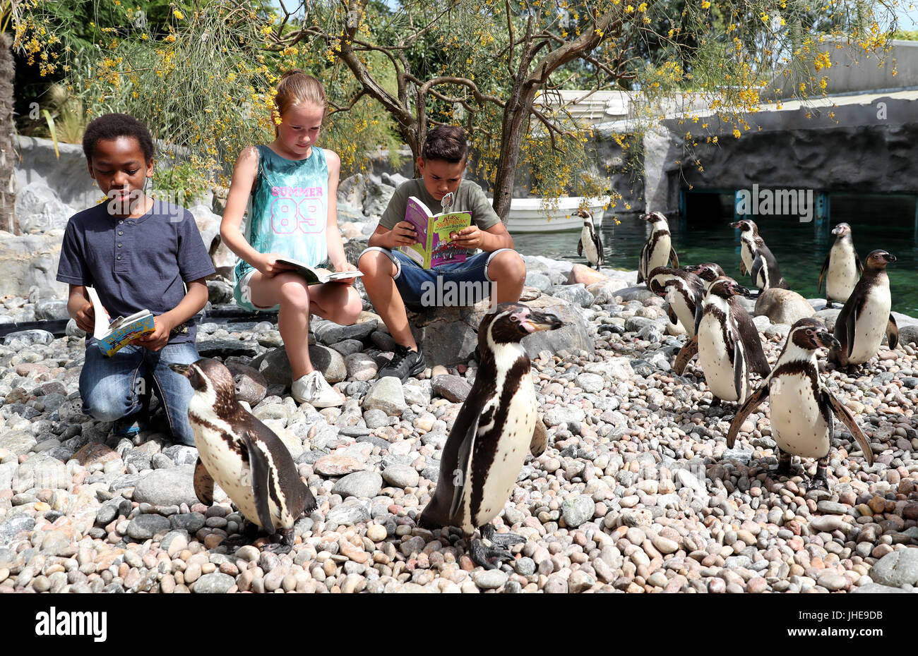 Les enfants de l'école obtenir confortable avec des pingouins au Zoo de Colchester pour marquer le début de l'été 2017 de l'Office de lecture Défi Lecture, qui cette année a un 'Animal Agents' thème. Banque D'Images