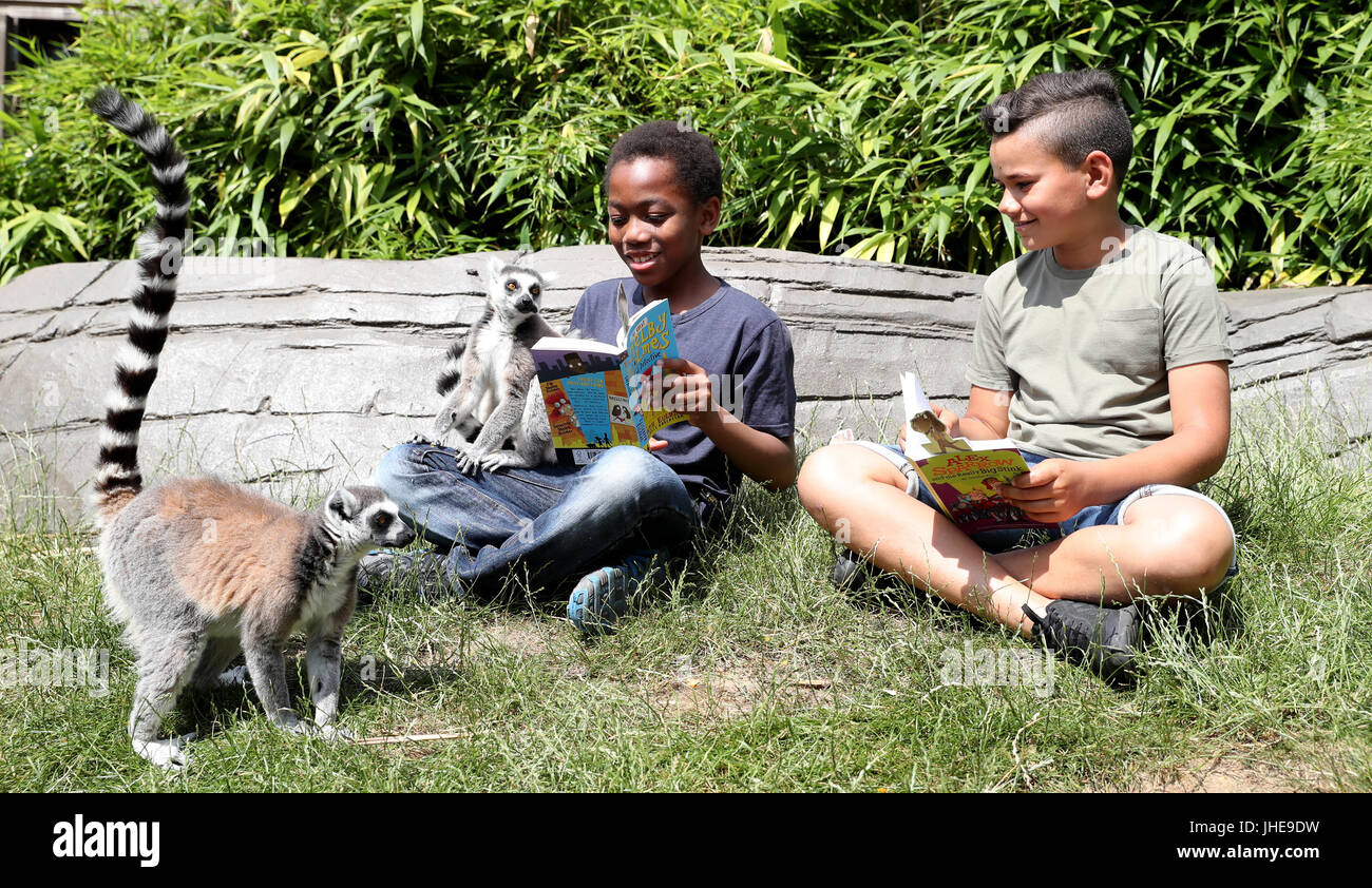 Les enfants de l'école obtenir confortable avec des lémuriens dans le Zoo de Colchester pour marquer le début de l'été 2017 de l'Office de lecture Défi Lecture, qui cette année a un 'Animal Agents' thème. Banque D'Images