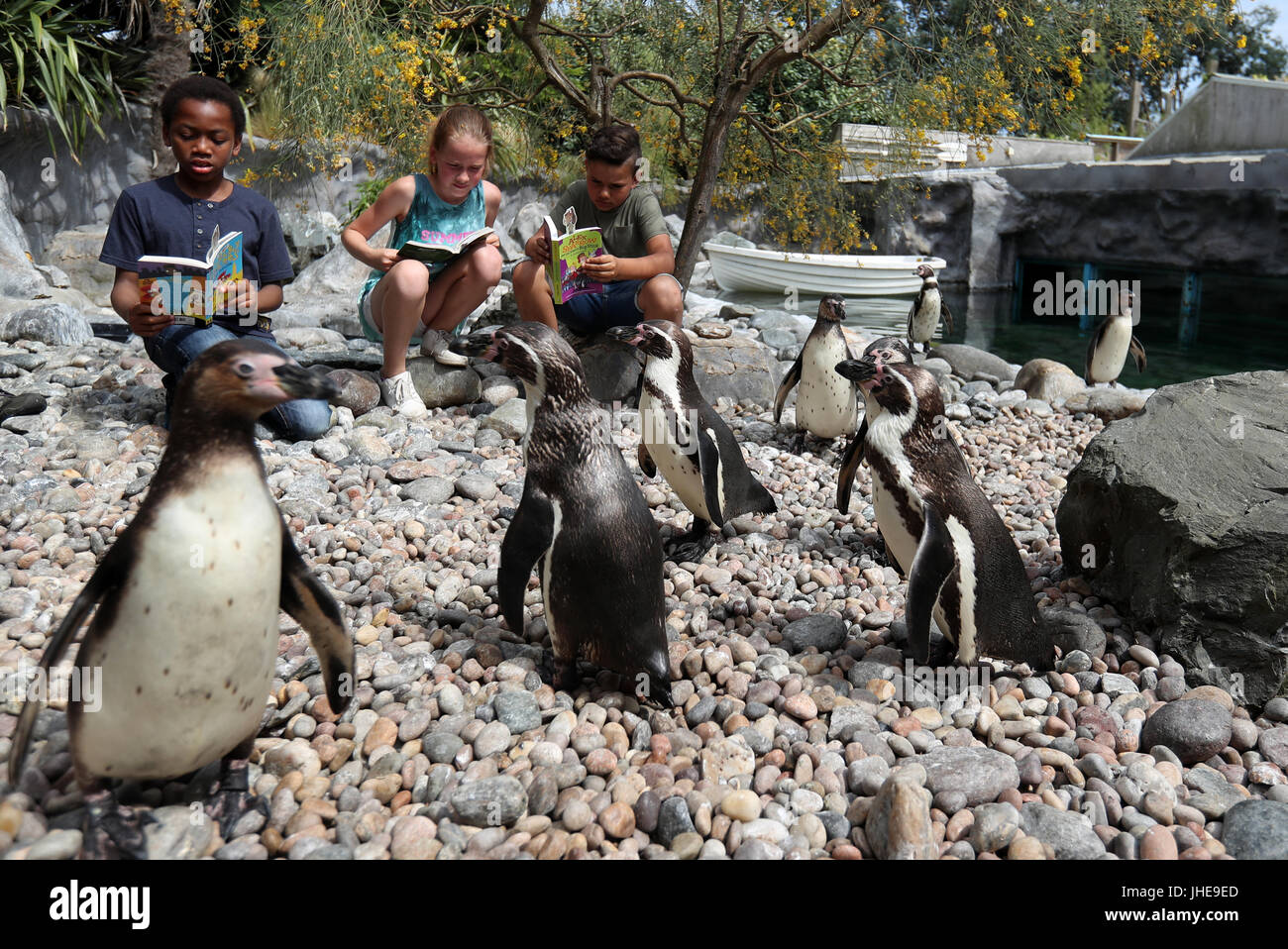 Les enfants de l'école obtenir confortable avec des pingouins au Zoo de Colchester pour marquer le début de l'été 2017 de l'Office de lecture Défi Lecture, qui cette année a un 'Animal Agents' thème. Banque D'Images