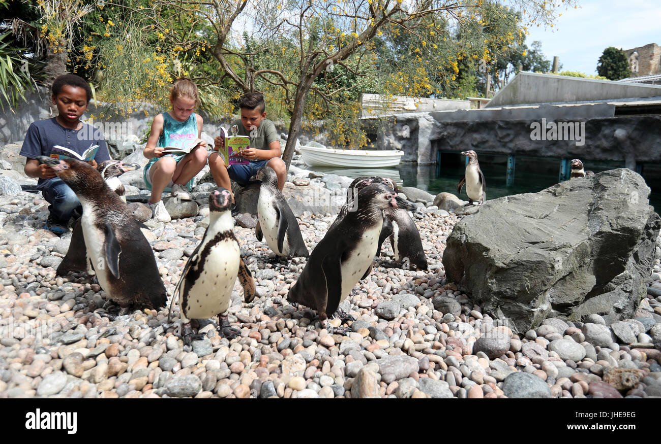 Les enfants de l'école obtenir confortable avec des pingouins au Zoo de Colchester pour marquer le début de l'été 2017 de l'Office de lecture Défi Lecture, qui cette année a un 'Animal Agents' thème. Banque D'Images