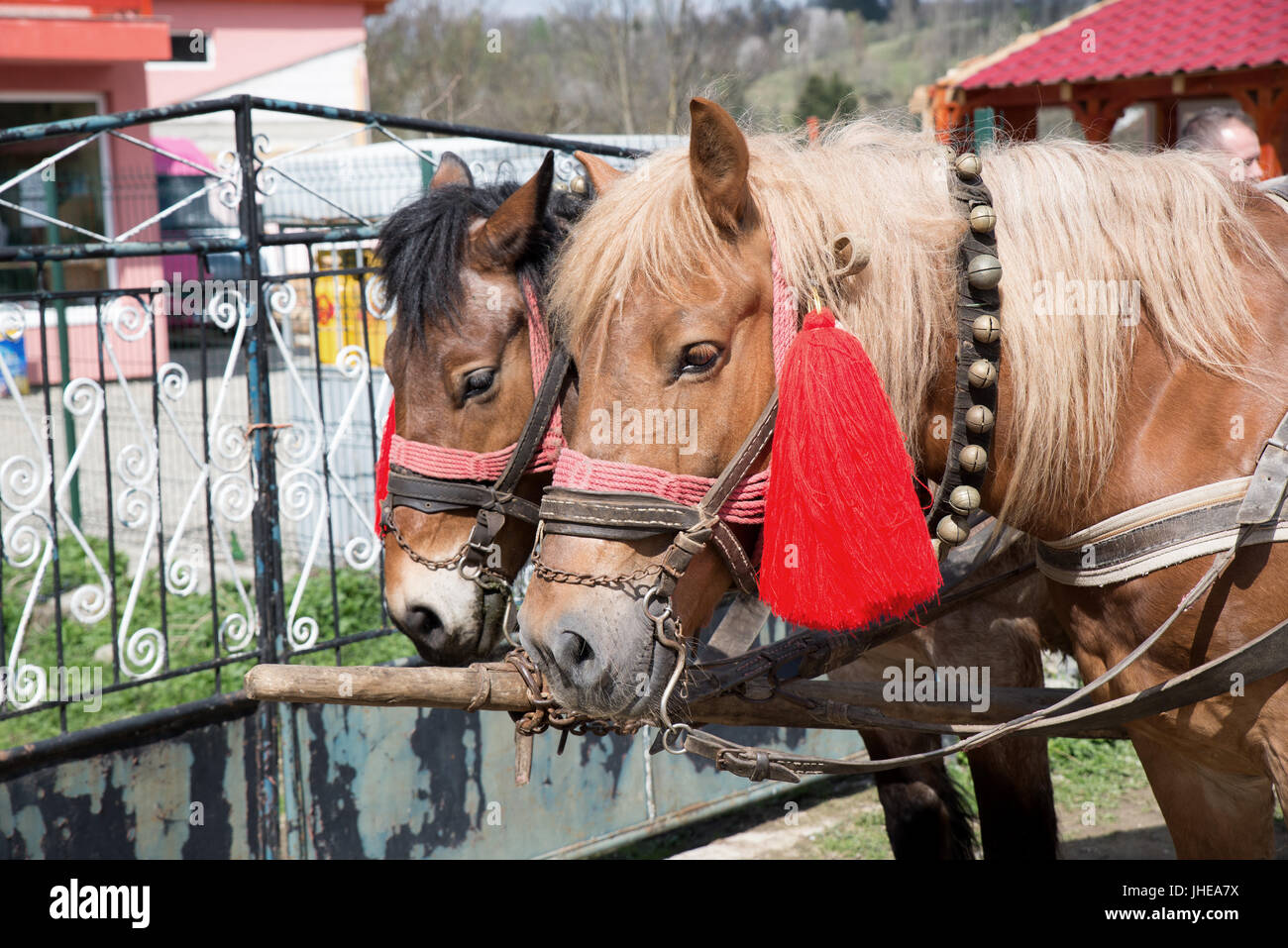Une paire de chevaux de travail avec un gland rouge contre l'oeil mauvais, village de breb, district de Maramures, Roumanie Banque D'Images
