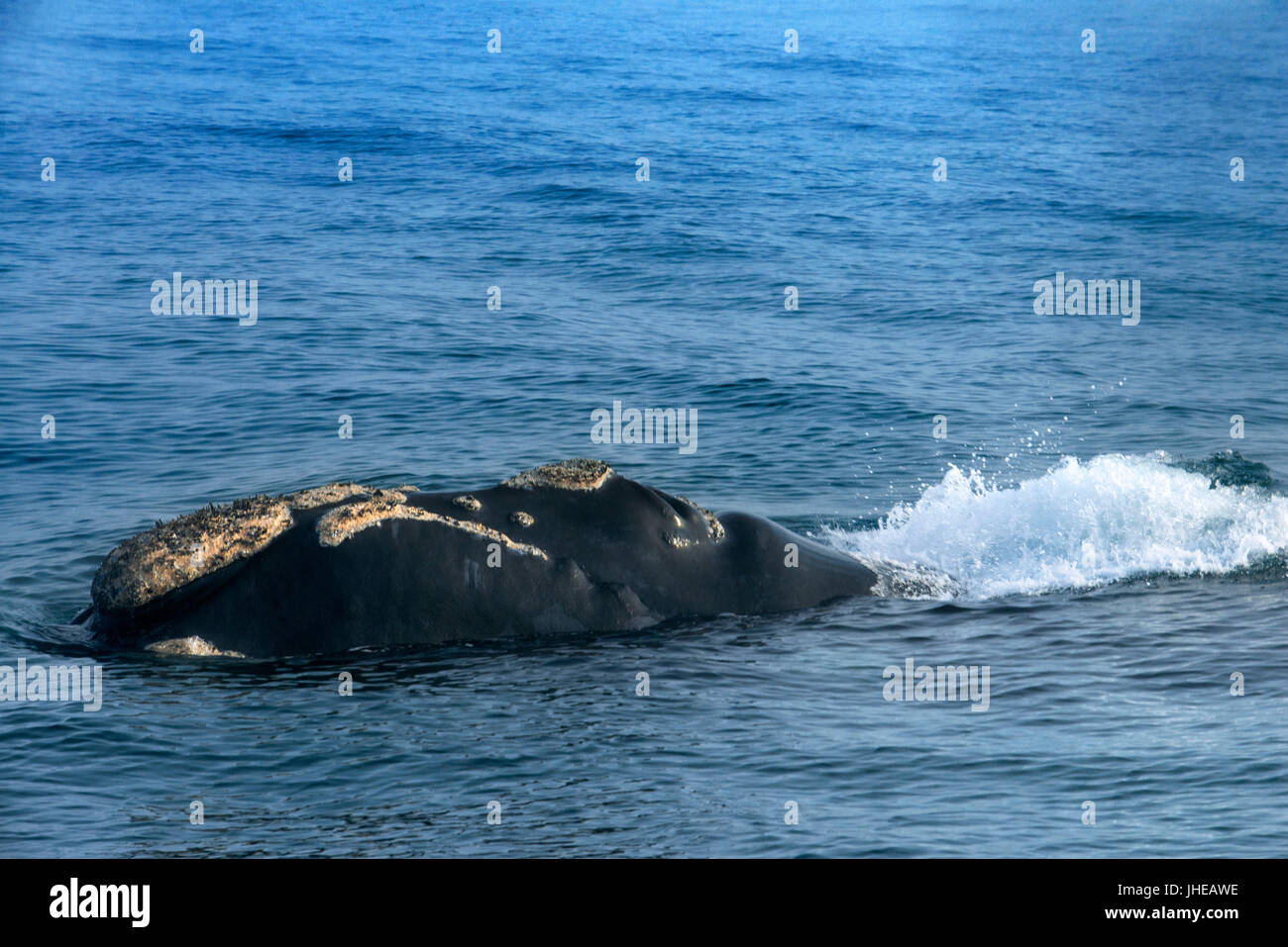 Des excursions en bateau d'observation des baleines à Hermanus, Western Cape, Afrique du Sud Banque D'Images