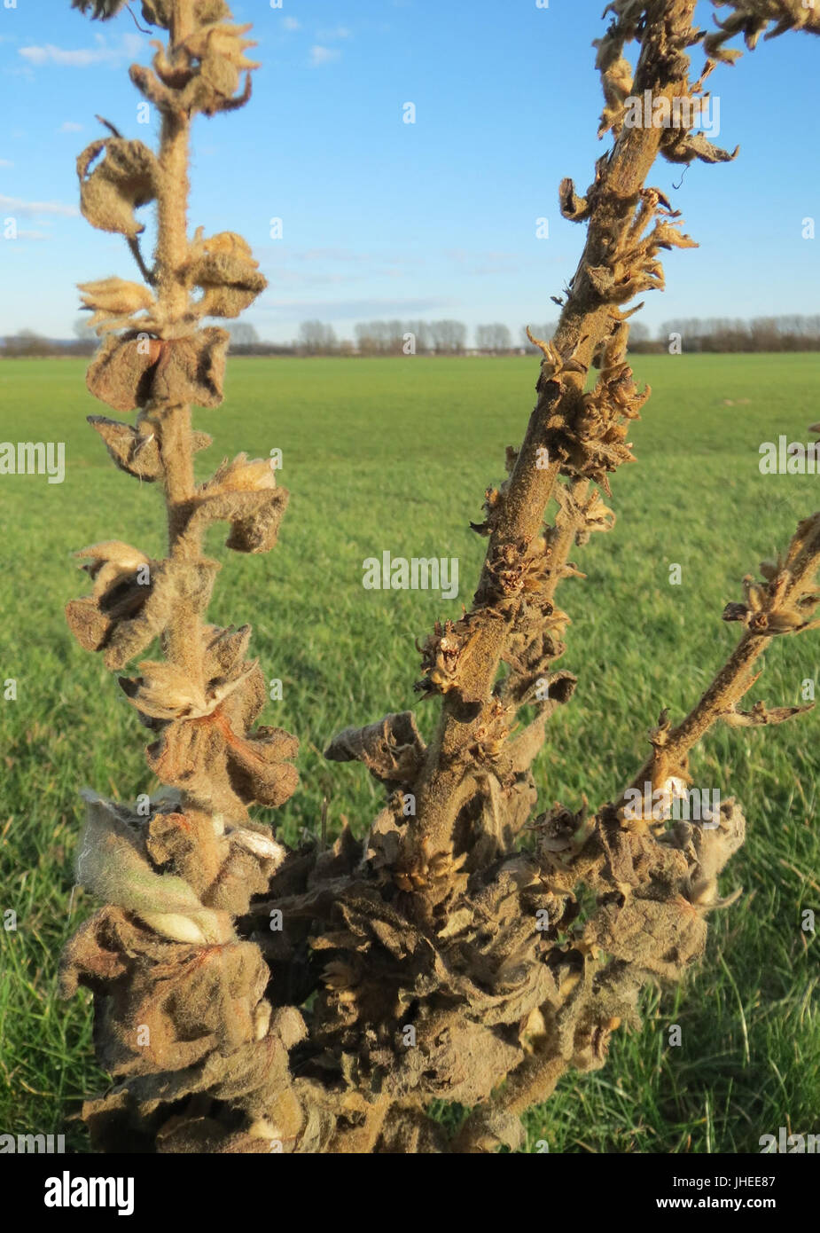 20150113Verbascum thapsus1 Banque D'Images