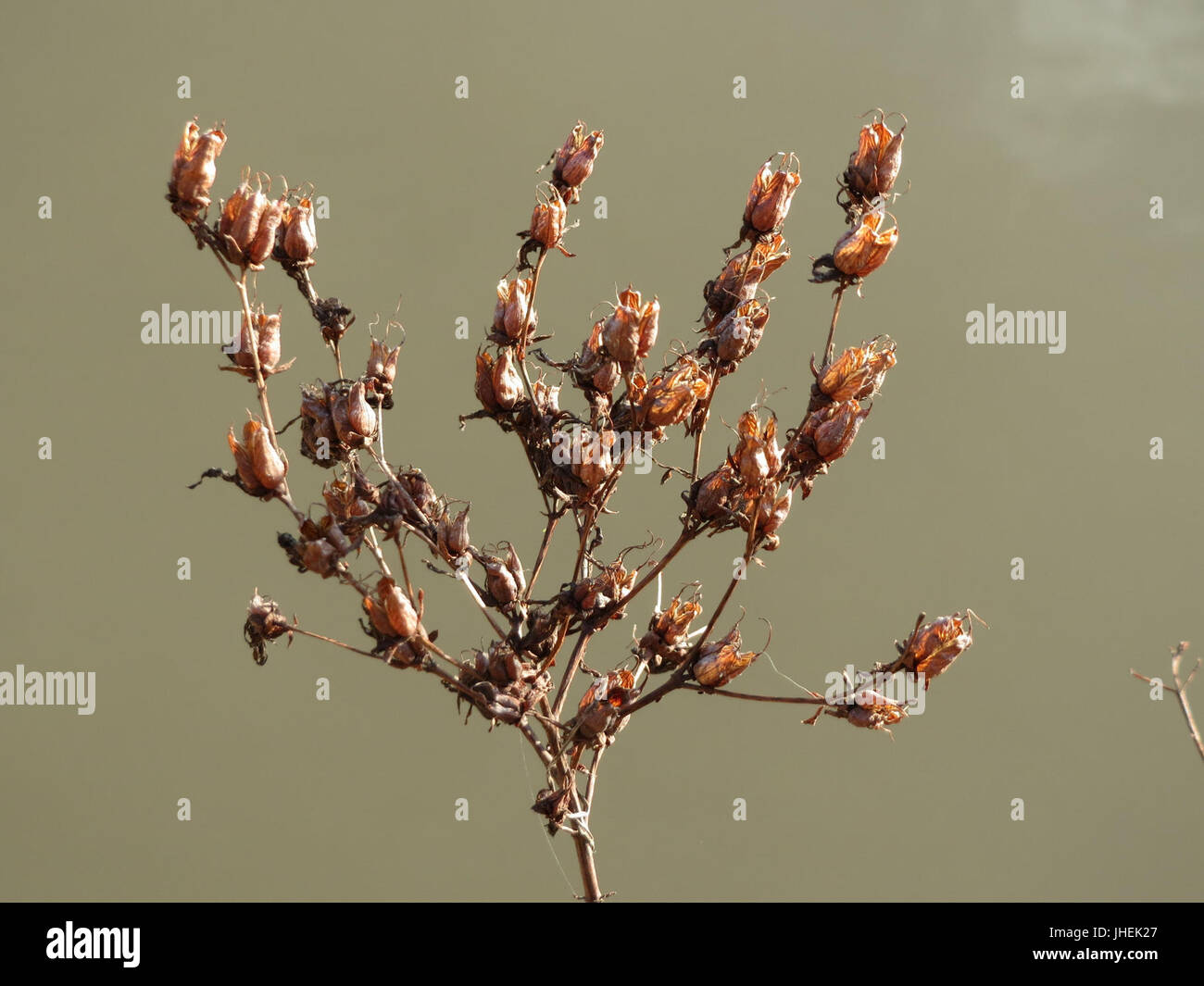 20150228Hypericum perforatum Banque D'Images