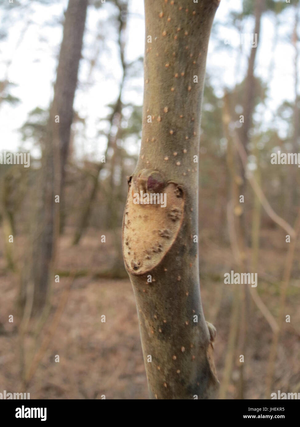 Ailanthus altissima, communément appelé arbre du ciel, est une espèce envahissante à croissance rapide originaire de Chine, souvent trouvée dans les zones urbaines. Cette plante est connue pour son adaptabilité et sa résilience dans divers environnements. Banque D'Images