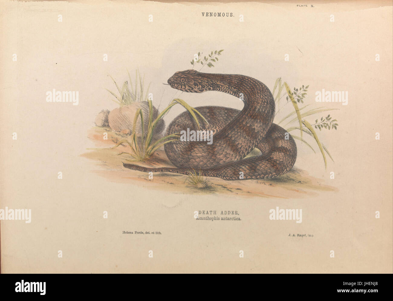 Helena Forde - Death Adder, Acanthophis antarctique - Banque D'Images