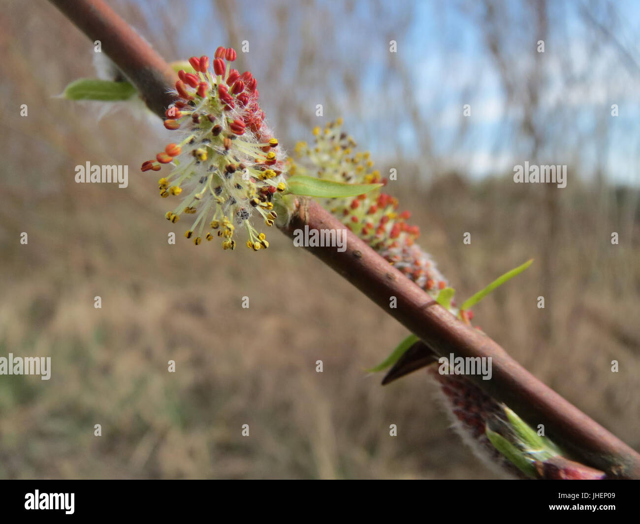 20150407Salix purpurea3 Banque D'Images