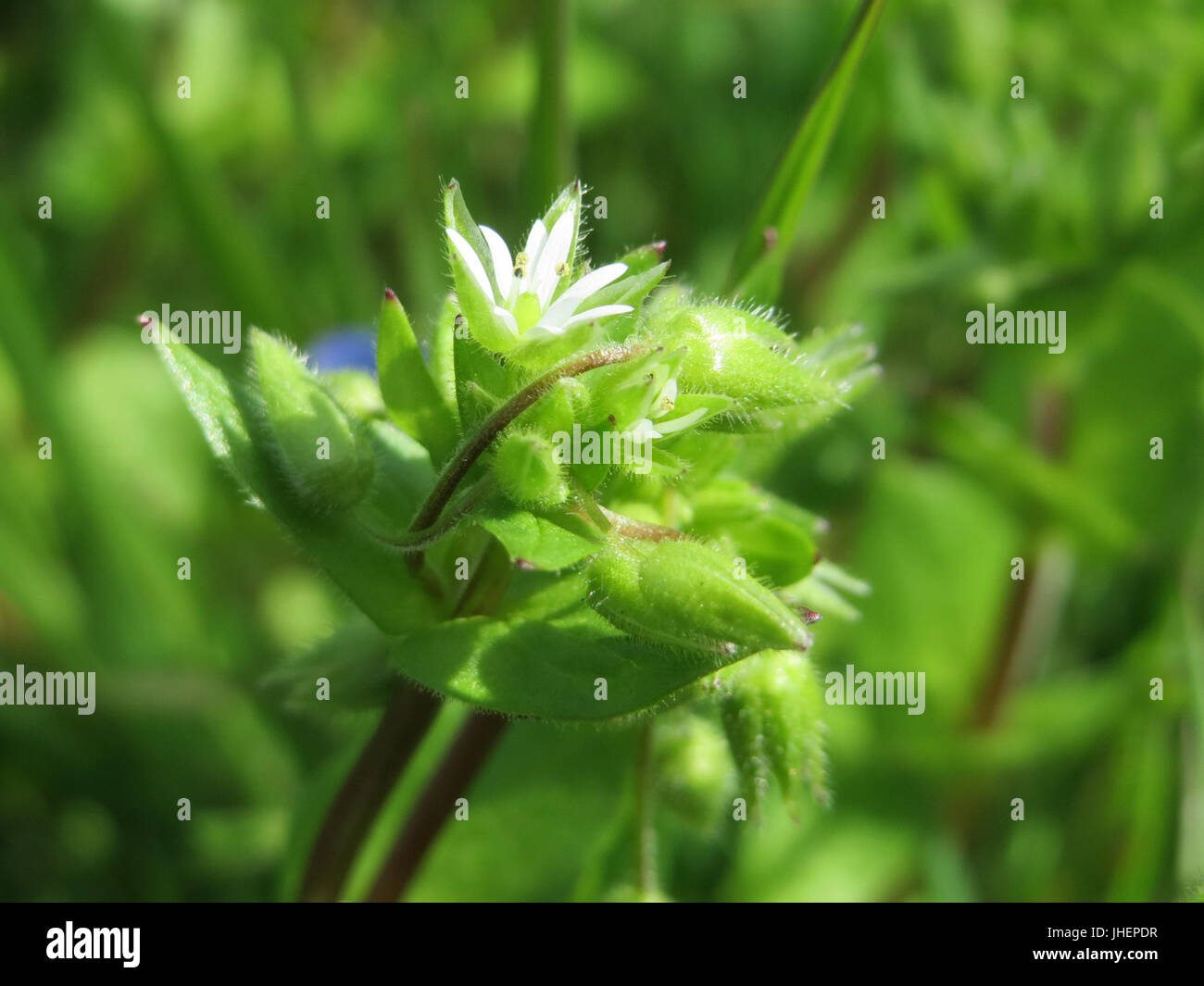 20150413Cerastium fontanum2 Banque D'Images