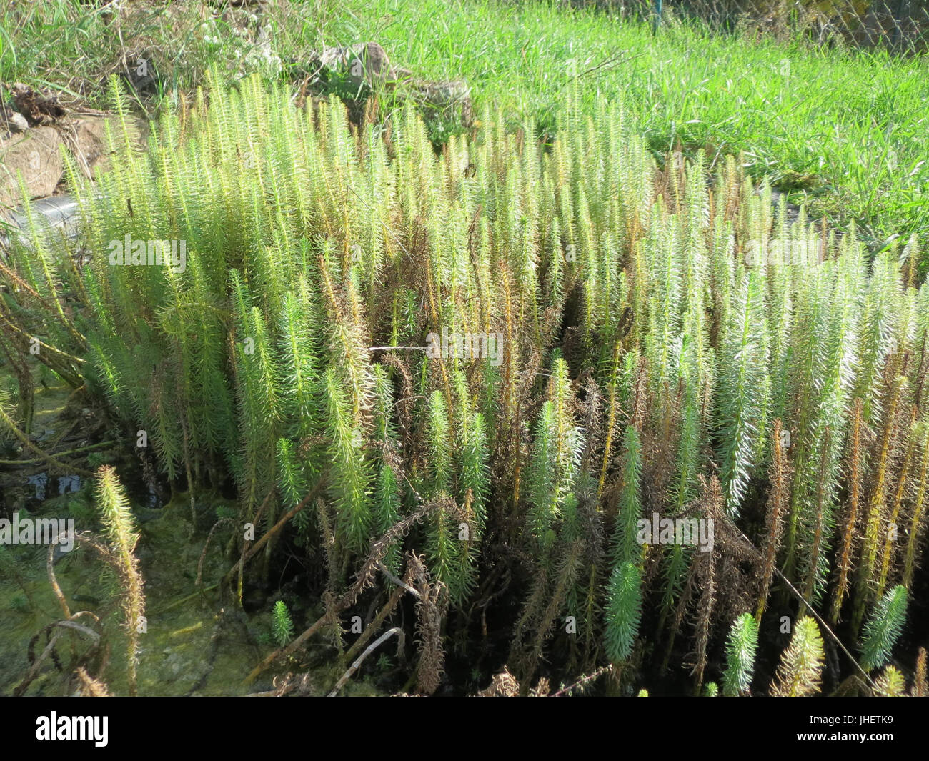 20151024Hippuris vulgaris2 Banque D'Images