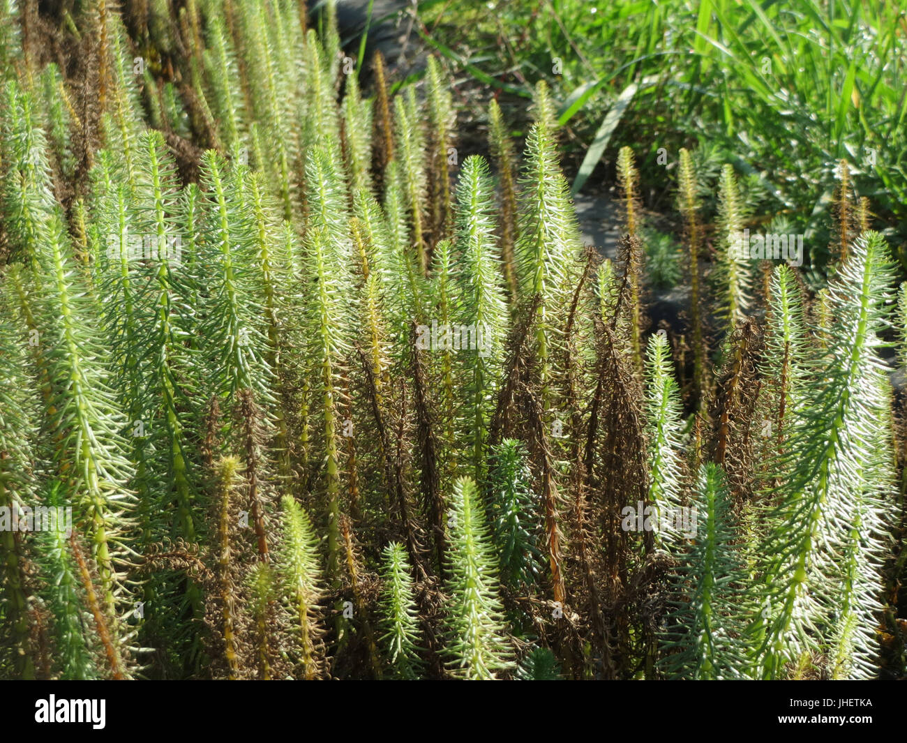 20151024Hippuris vulgaris3 Banque D'Images