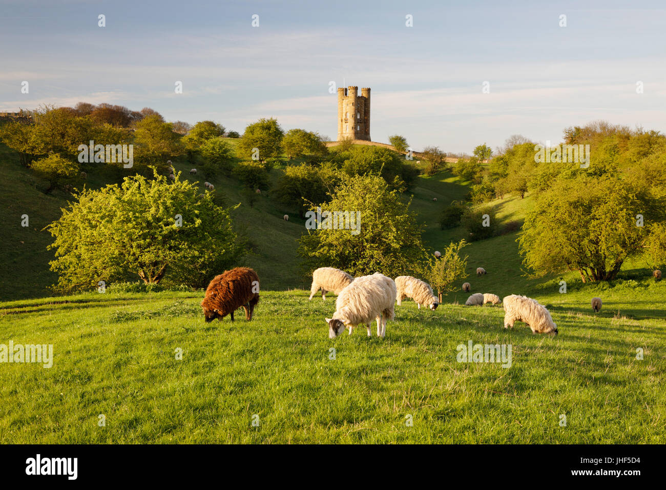 Broadway Tower et le pâturage des moutons, Broadway, Cotswolds, Worcestershire, Angleterre, Royaume-Uni, Europe Banque D'Images