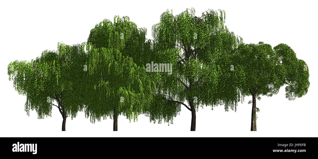 Illustration 3D Ligne d'arbres isolé sur blanc, peut être utilisé pour la peinture mat. Banque D'Images