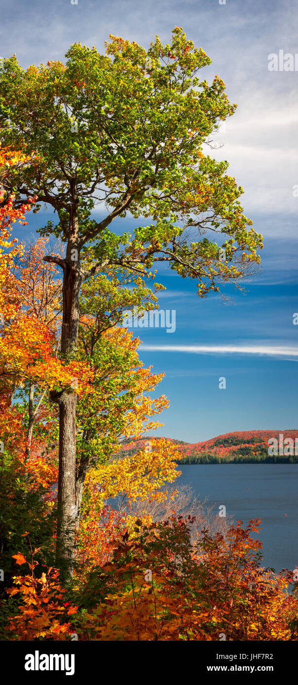 Grand Chêne arbre sur la rive du lac automne automne coloré et forêt, panorama vertical. Le parc Algonquin, le Canada. Banque D'Images