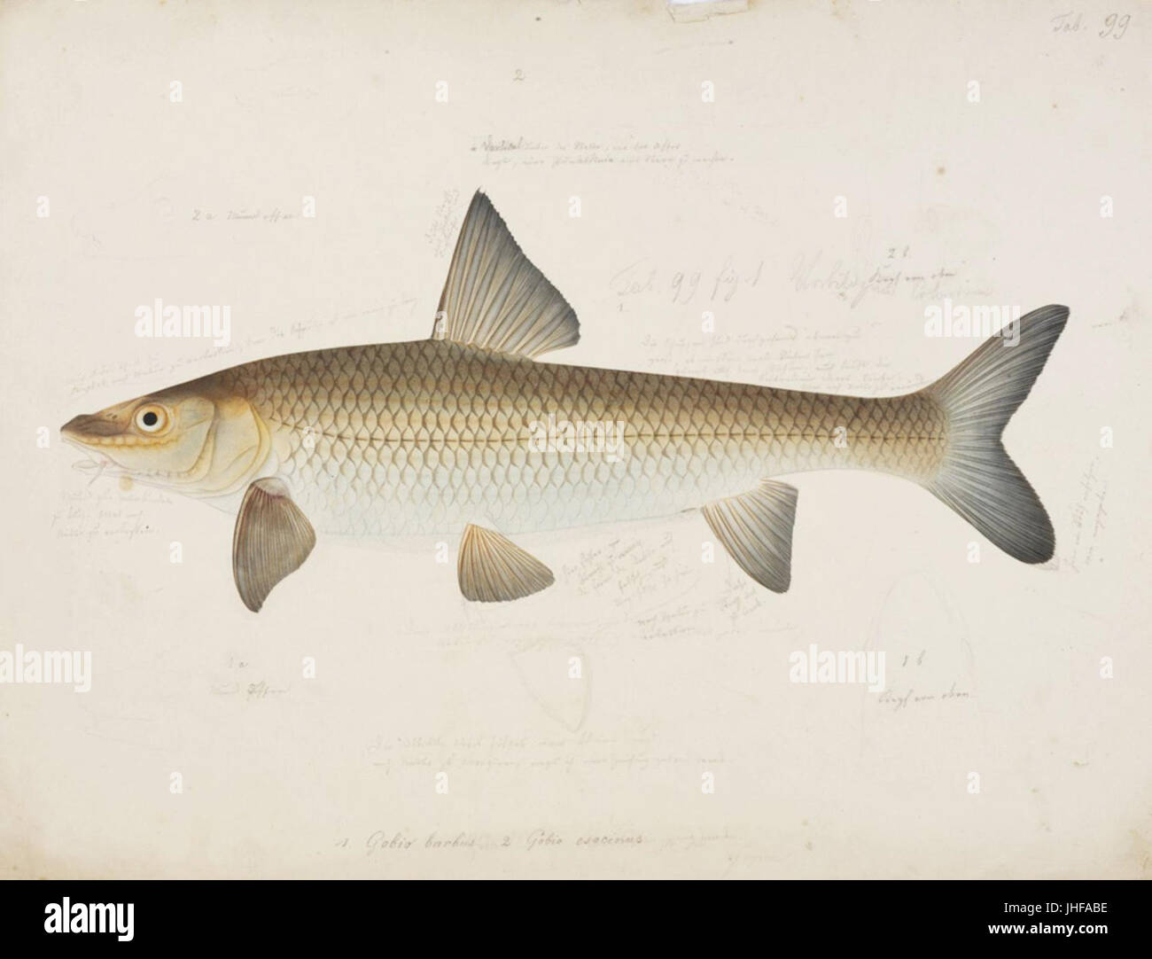 Naturalis Biodiversity Centre - RMNH.ART.32 - Hemibarbus barbus et Temminck (Schlegel) - Kawahara Keiga - 1823 - 1829 - Collection Siebold - dessin au crayon - couleur de l'eau Banque D'Images