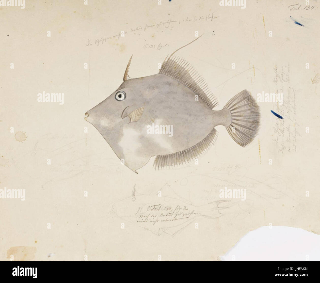 Naturalis Biodiversity Centre - RMNH.ART.181 - Stephanolepis cirrhifer et Temminck (Schlegel) - Kawahara Keiga - 1823 - 1829 - Collection Siebold - dessin au crayon - couleur de l'eau Banque D'Images