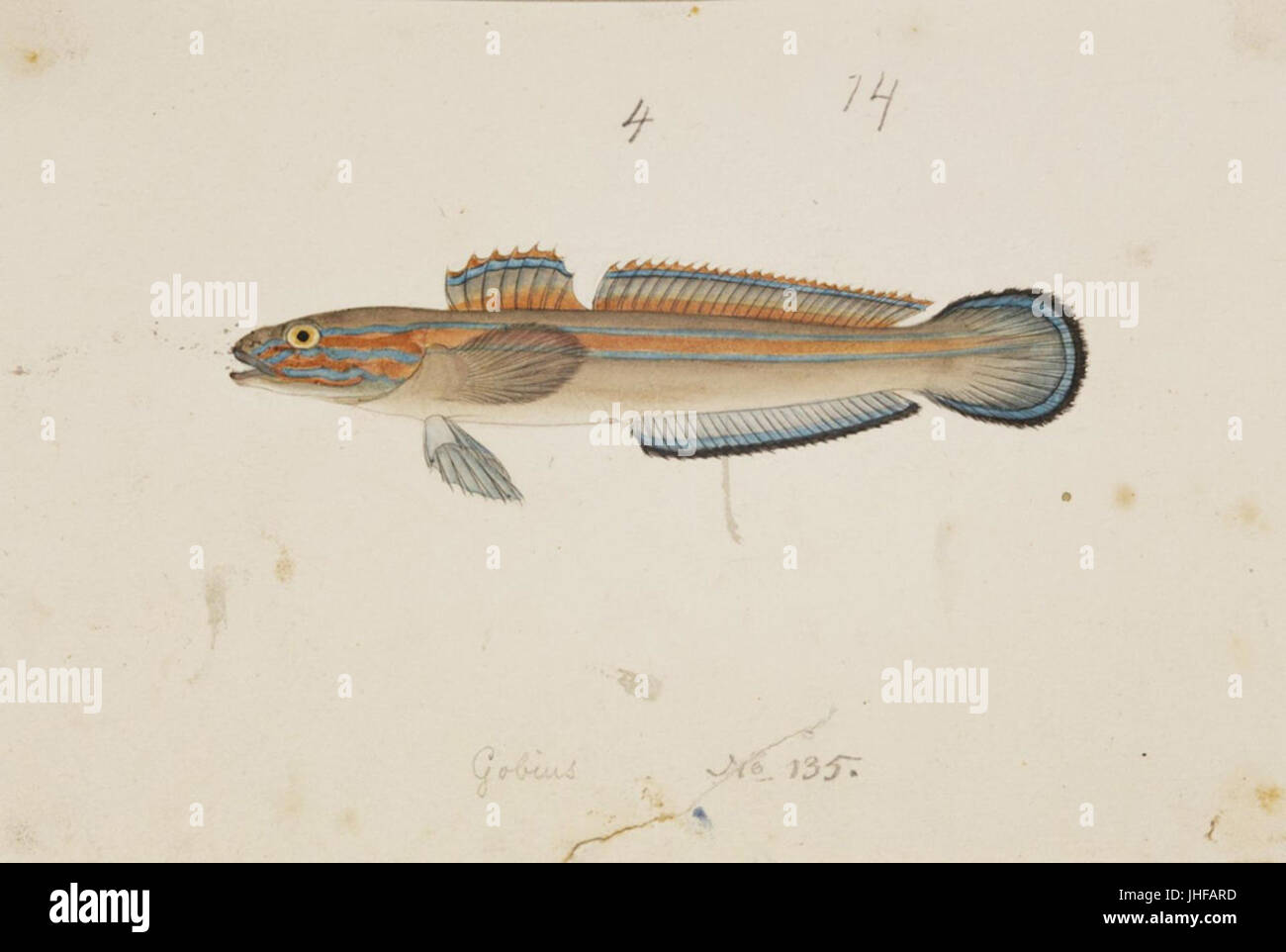 Naturalis Biodiversity Centre - RMNH.ART.225 - Glossogobius (virgo et Temminck Schlegel) - Kawahara Keiga - 1823 - 1829 - Collection Siebold - dessin au crayon - couleur de l'eau Banque D'Images