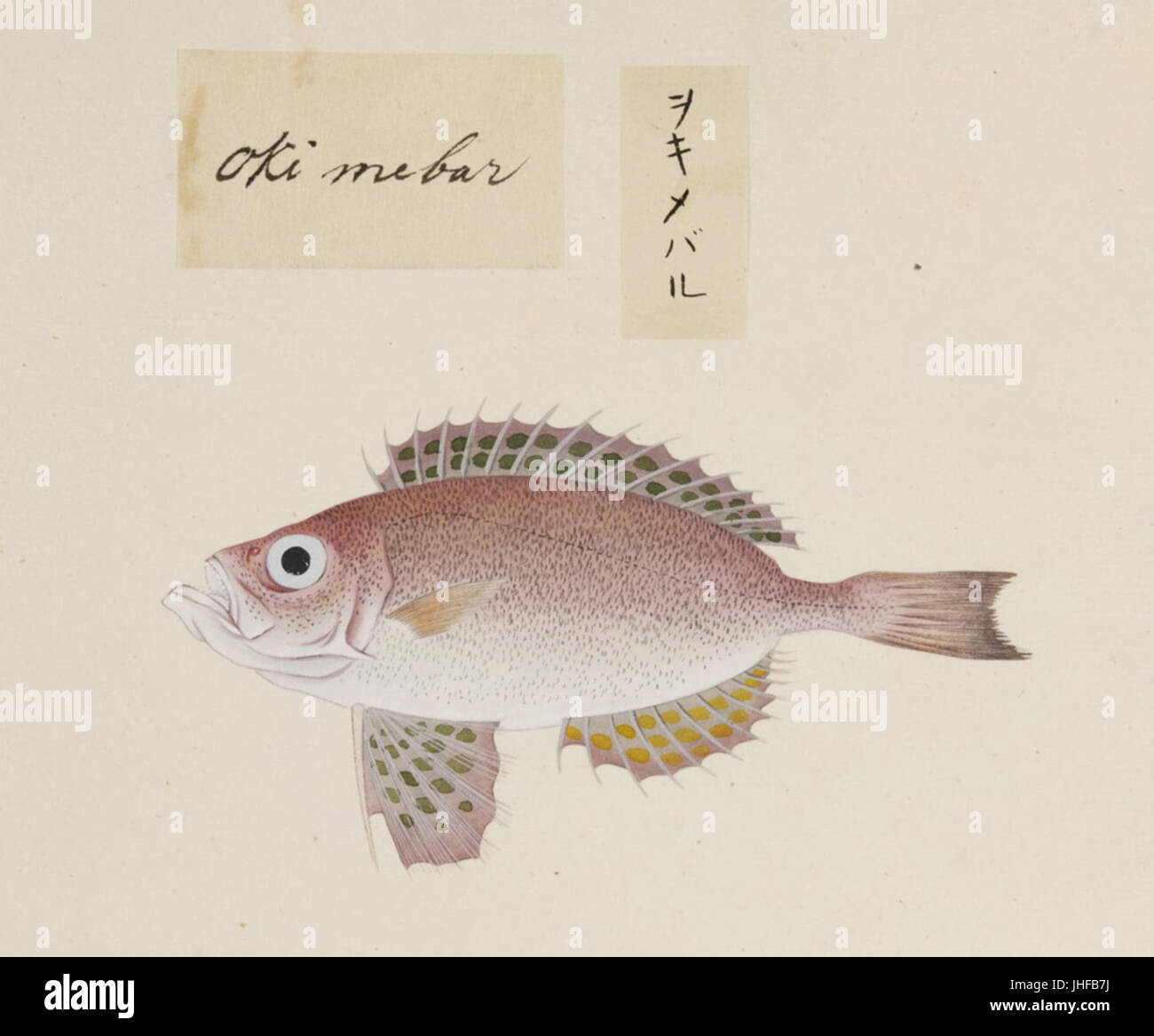 Naturalis Biodiversity Centre - RMNH.ART.519 - une espèce de Priacanthus - Kawahara Keiga - 1823 - 1829 - Collection Siebold - dessin au crayon - couleur de l'eau Banque D'Images