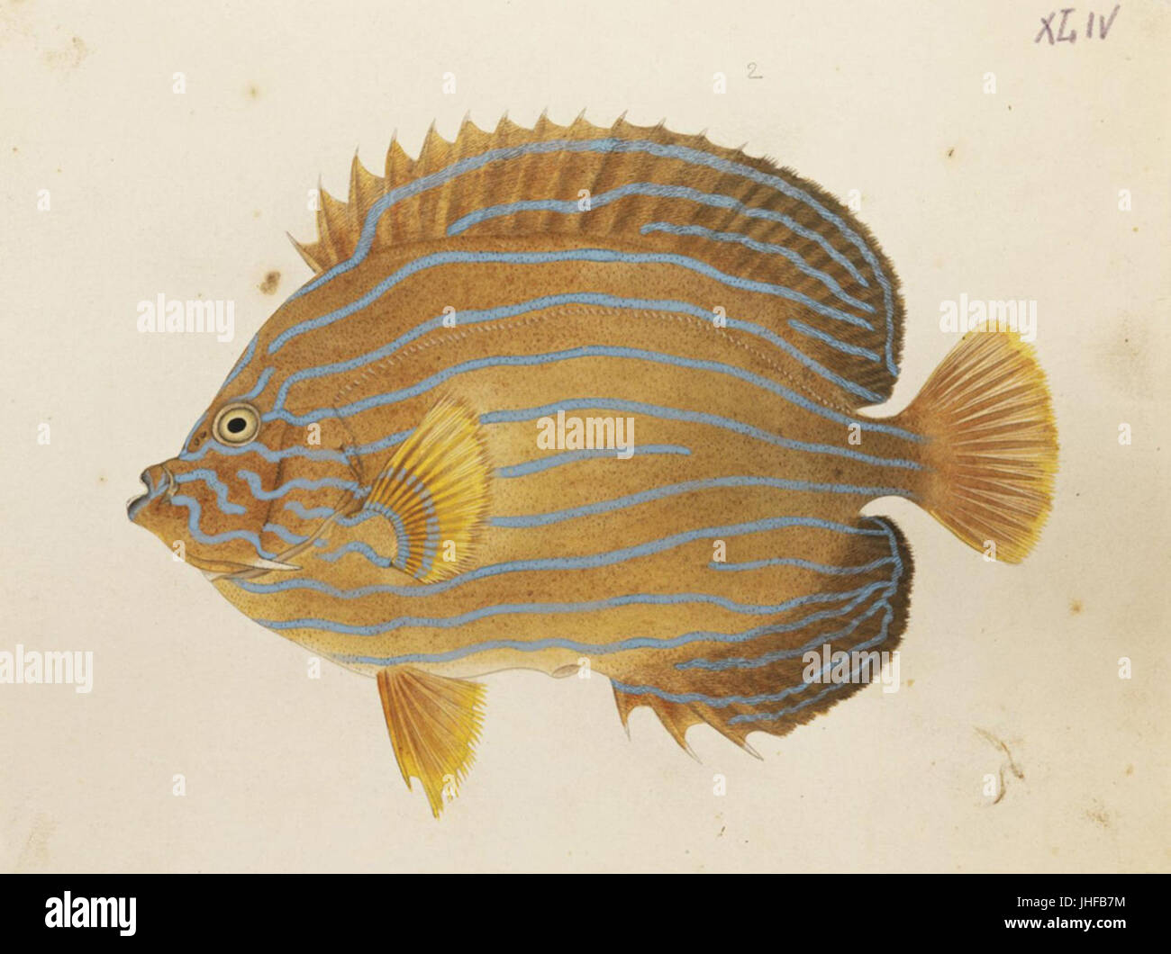 Naturalis Biodiversity Centre - RMNH.ART.521 - Holacanthus septentrionalis (Temminck et Schlegel) - Kawahara Keiga - 1823 - 1829 - Collection Siebold - dessin au crayon - couleur de l'eau Banque D'Images