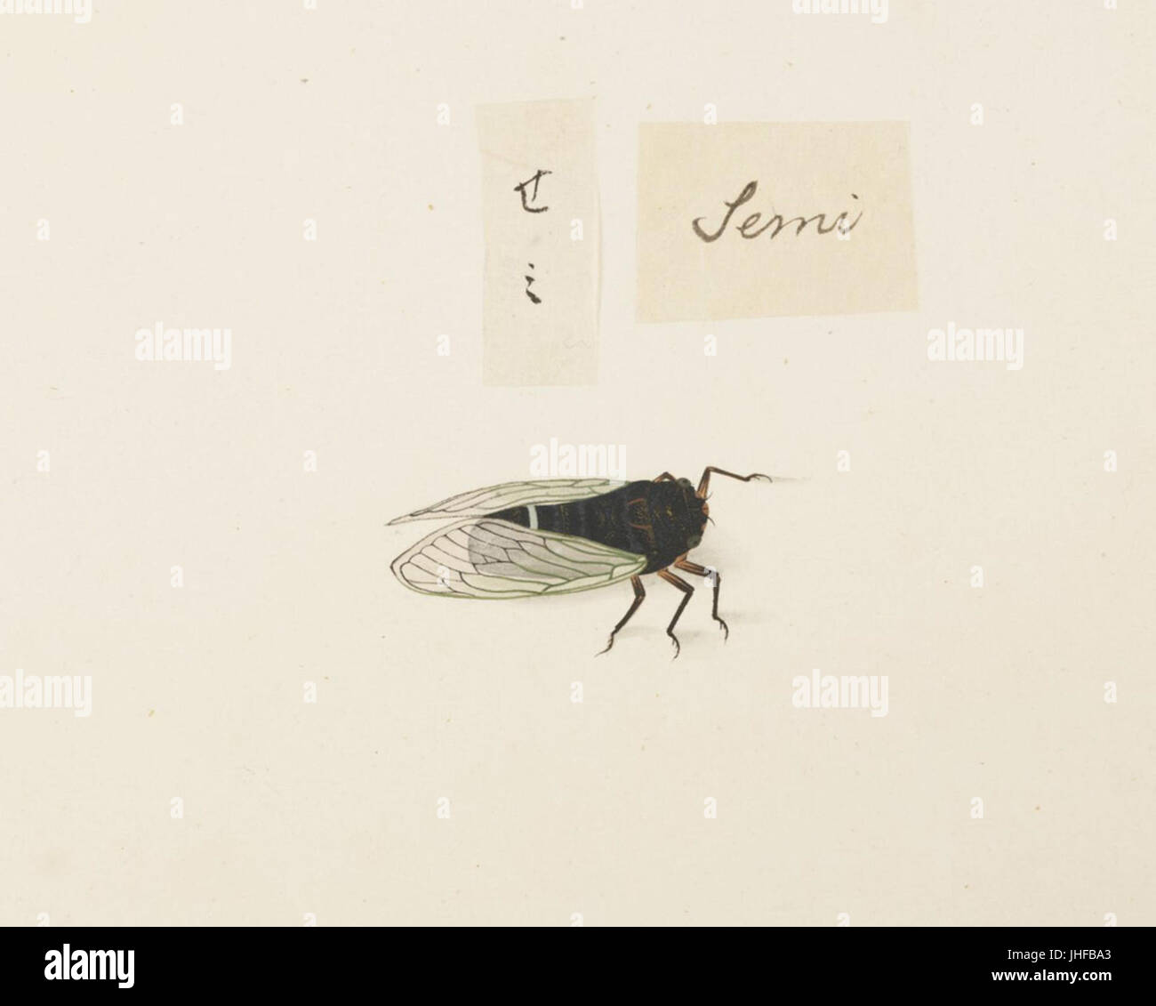 Naturalis Biodiversity Centre - RMNH.ART.574 - Cryptotympana facialis - Kawahara Keiga - 1823 - 1829 - Collection Siebold - dessin au crayon - couleur de l'eau Banque D'Images