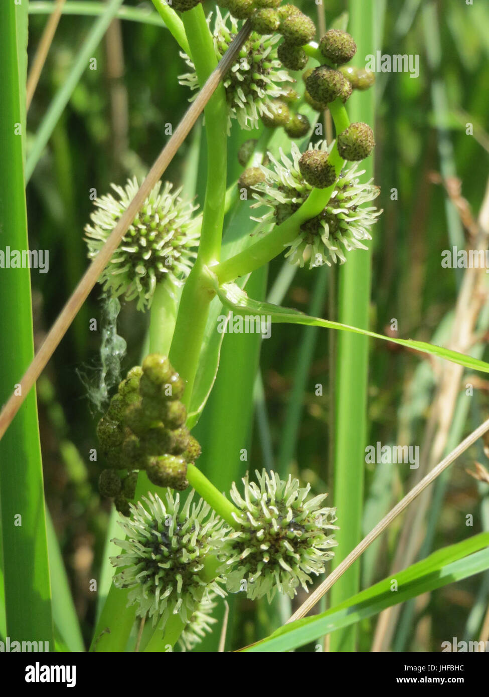 20150627Sparganium emersum3 Banque D'Images