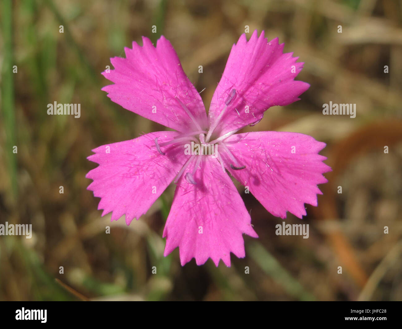 20150722Dianthus carthusianorum3 Banque D'Images
