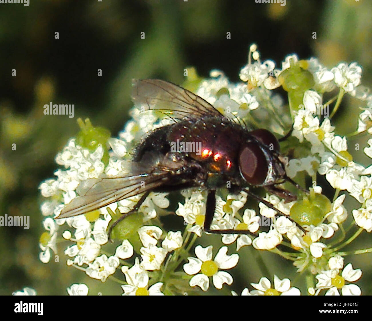 2015-08-PKL-44 Banque D'Images