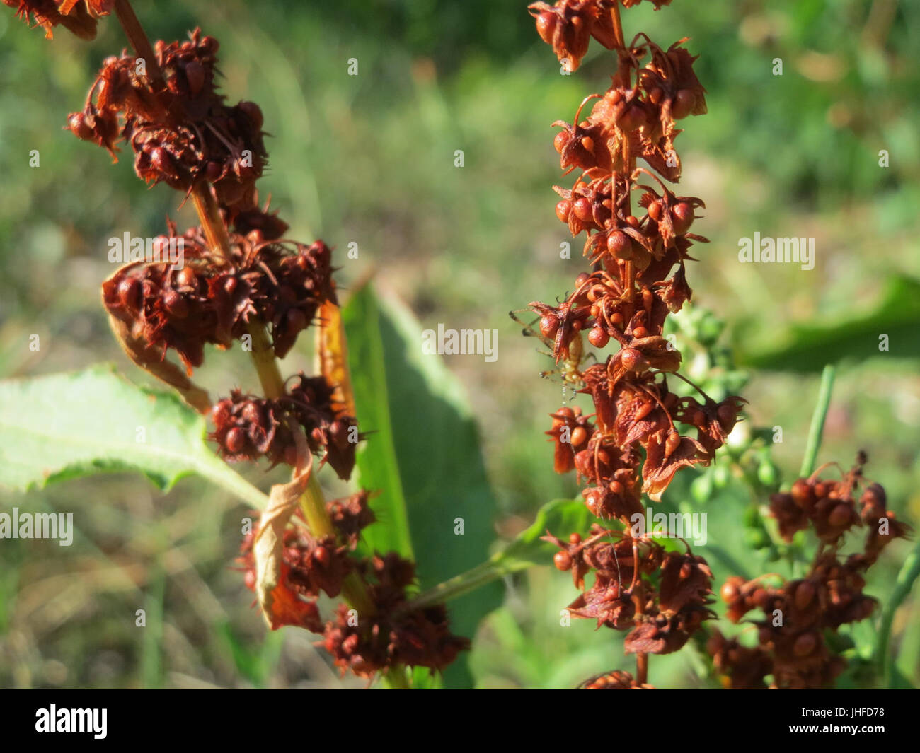 20150805Rumex obtusifolius1 Banque D'Images