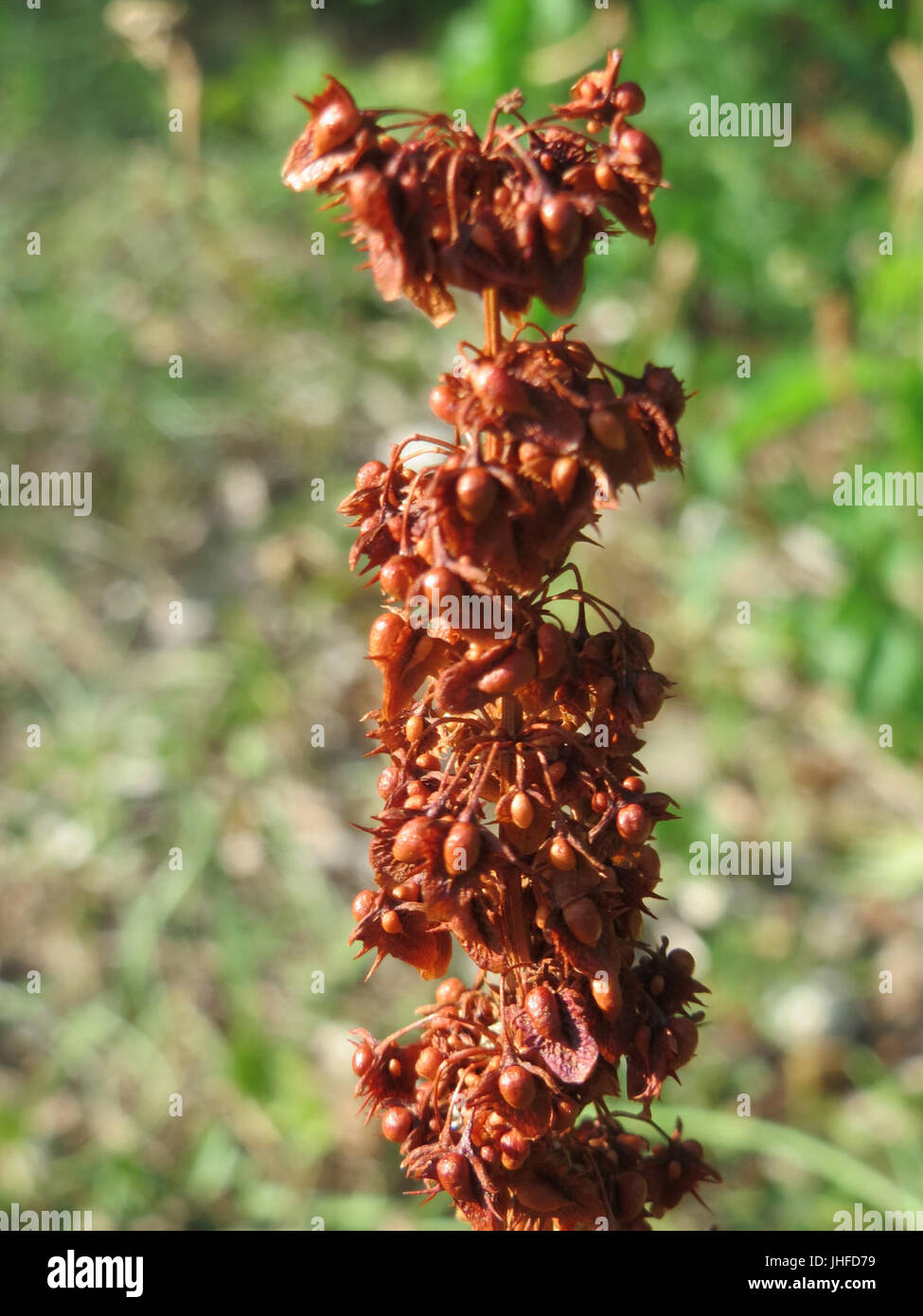 20150805Rumex obtusifolius2 Banque D'Images