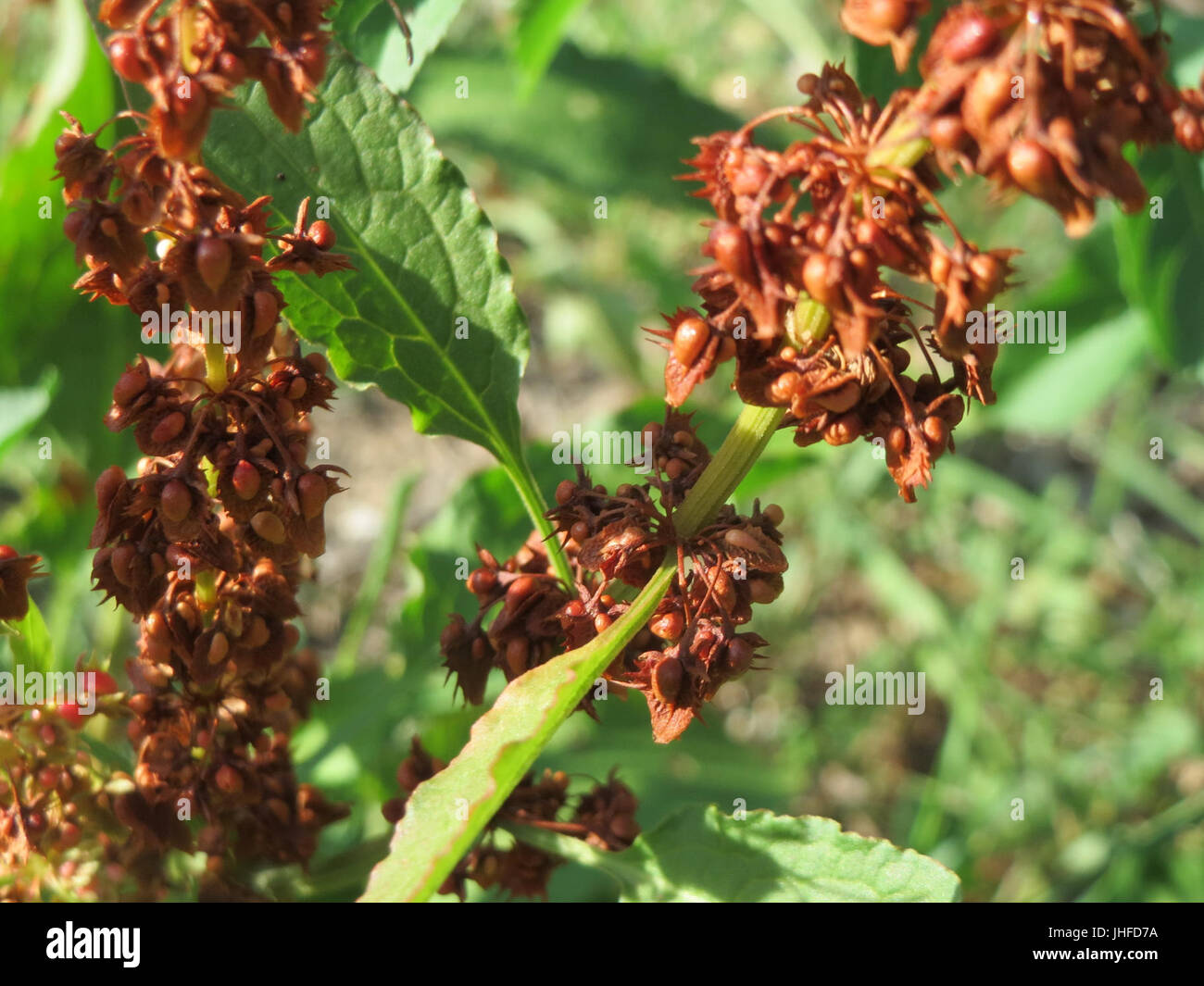 20150805Rumex obtusifolius3 Banque D'Images