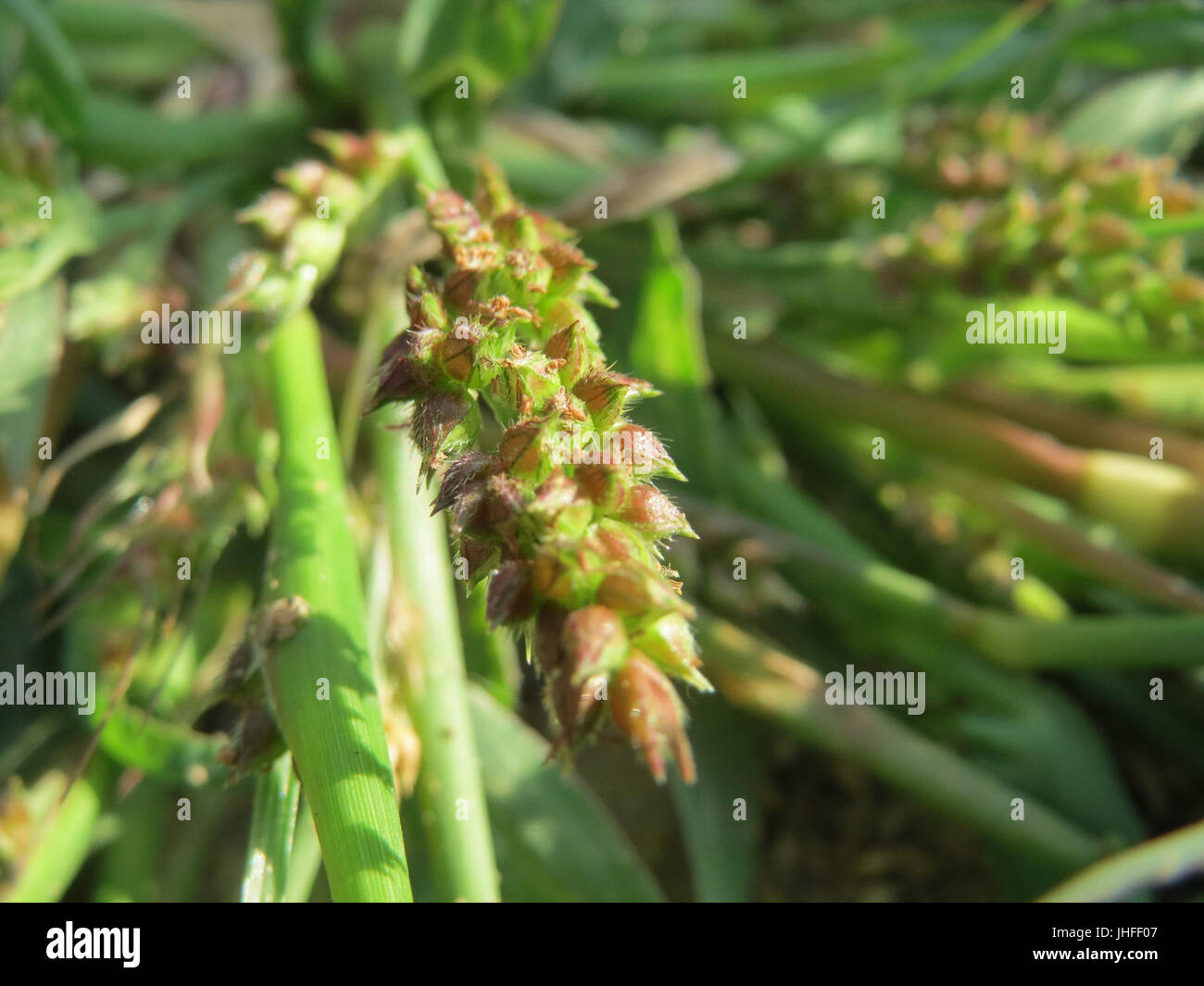 20150821Echinochloa crus-galli Banque D'Images